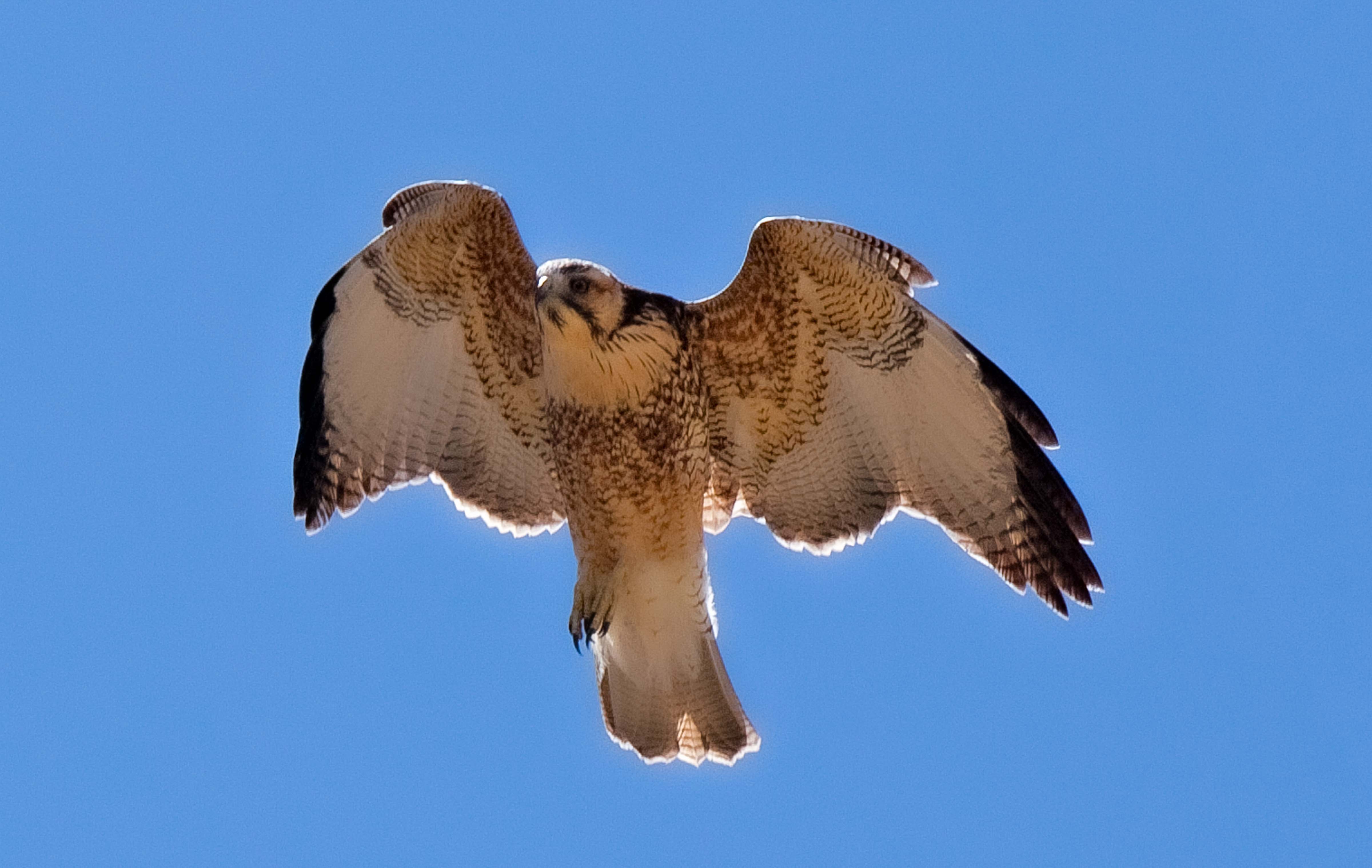 Argentina, Jujuy Prov, Andean Falcon Near Molulu, 2010, IMG 8343