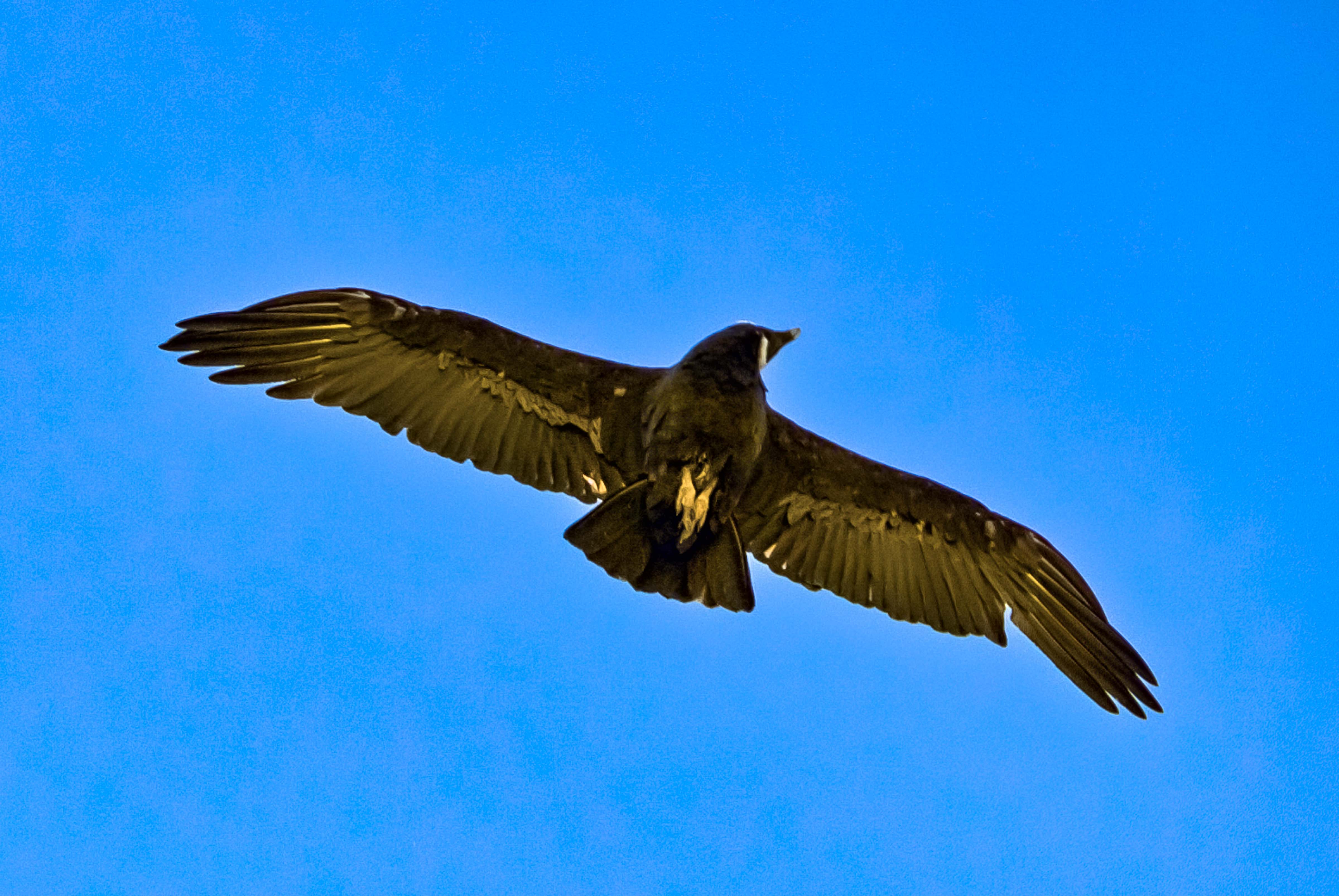 Argentina, Jujuy Prov, Condor On Pass Above Molulu, 2010, IMG 8408 Argentina, Jujuy Prov, Condor On Pass Above Molulu, 2010, IMG 8408