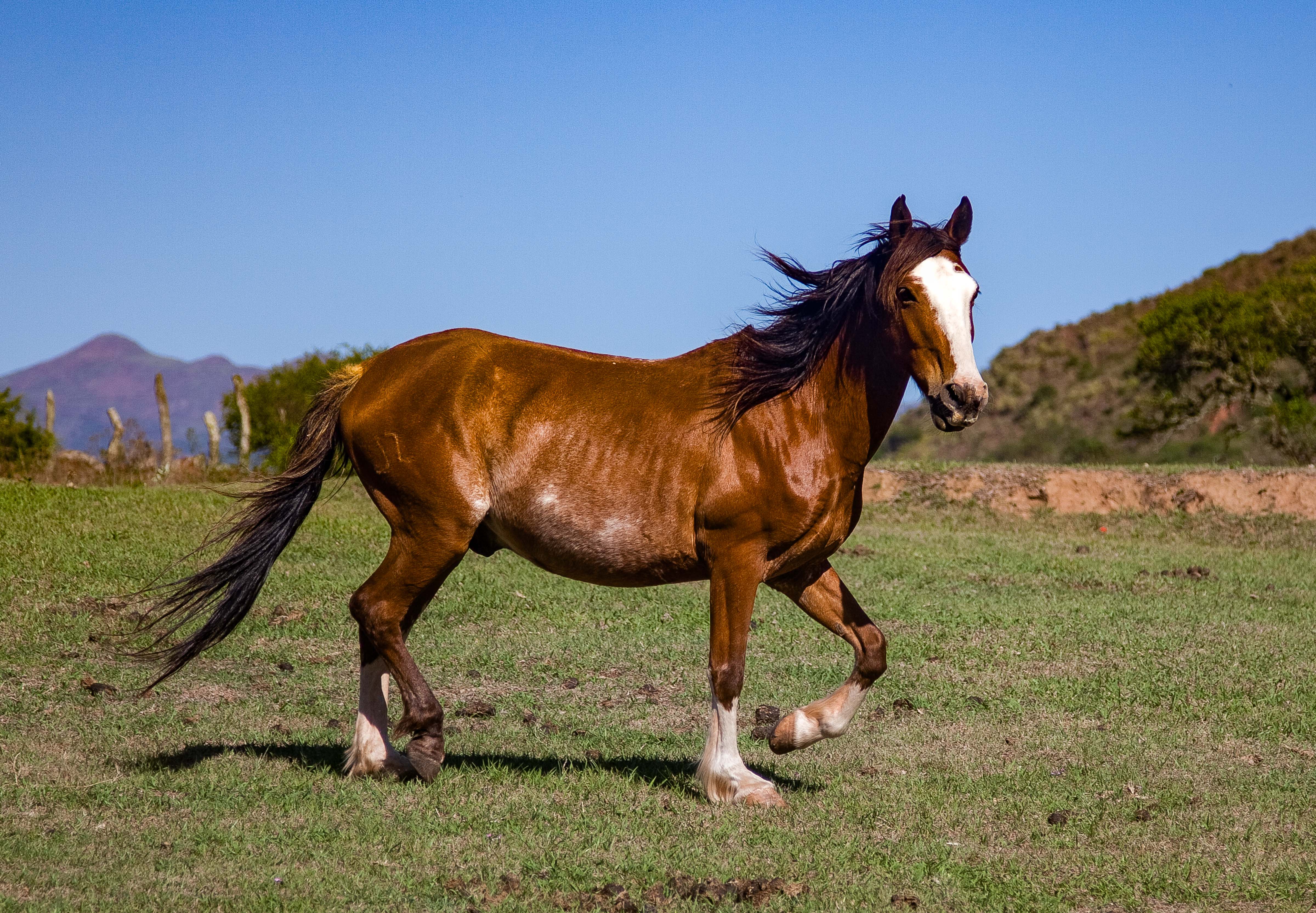 Argentina, Jujuy Prov, Horse, 2010, IMG 8687 CU1