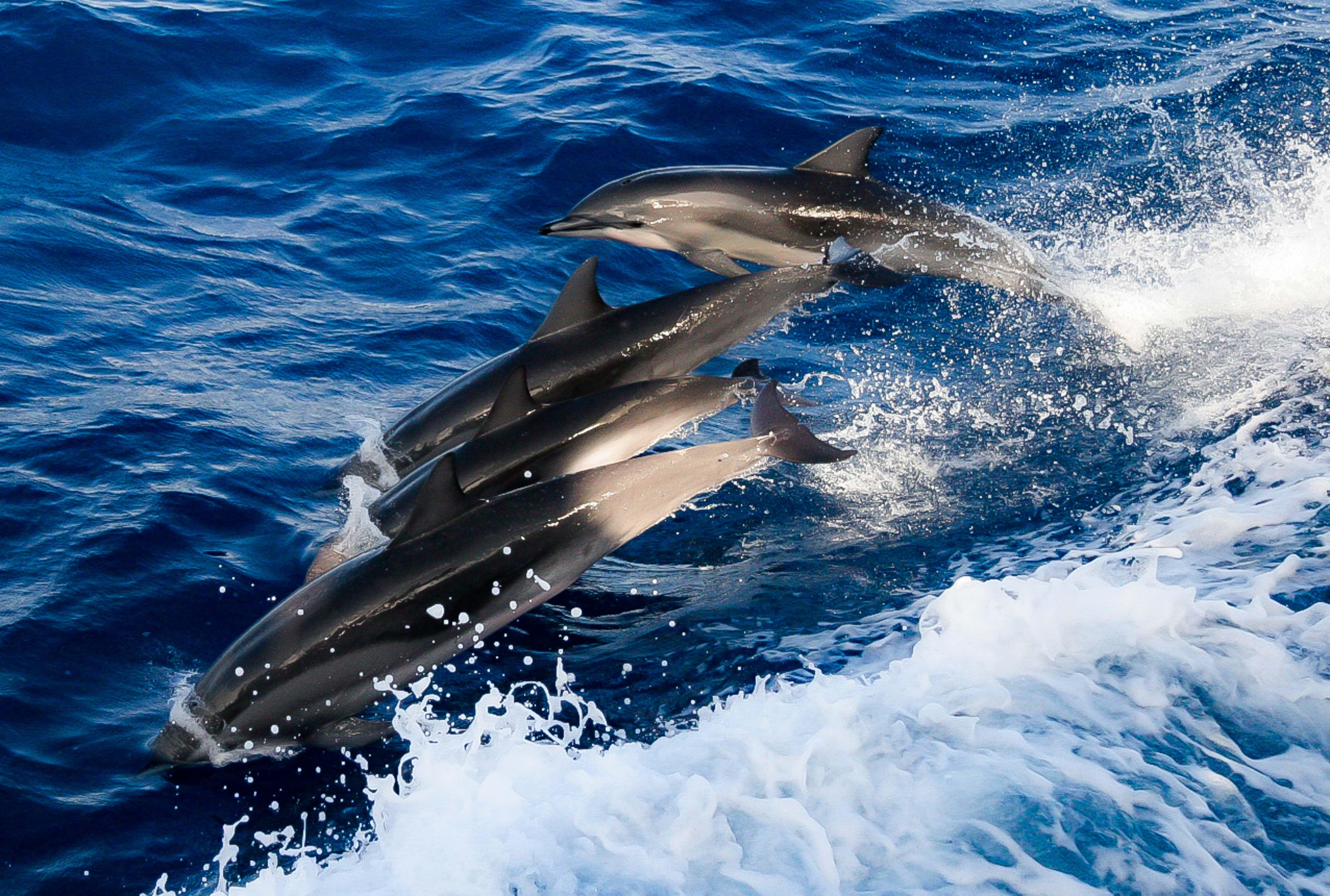 Atlantic Ocean, Dolphins, 2006