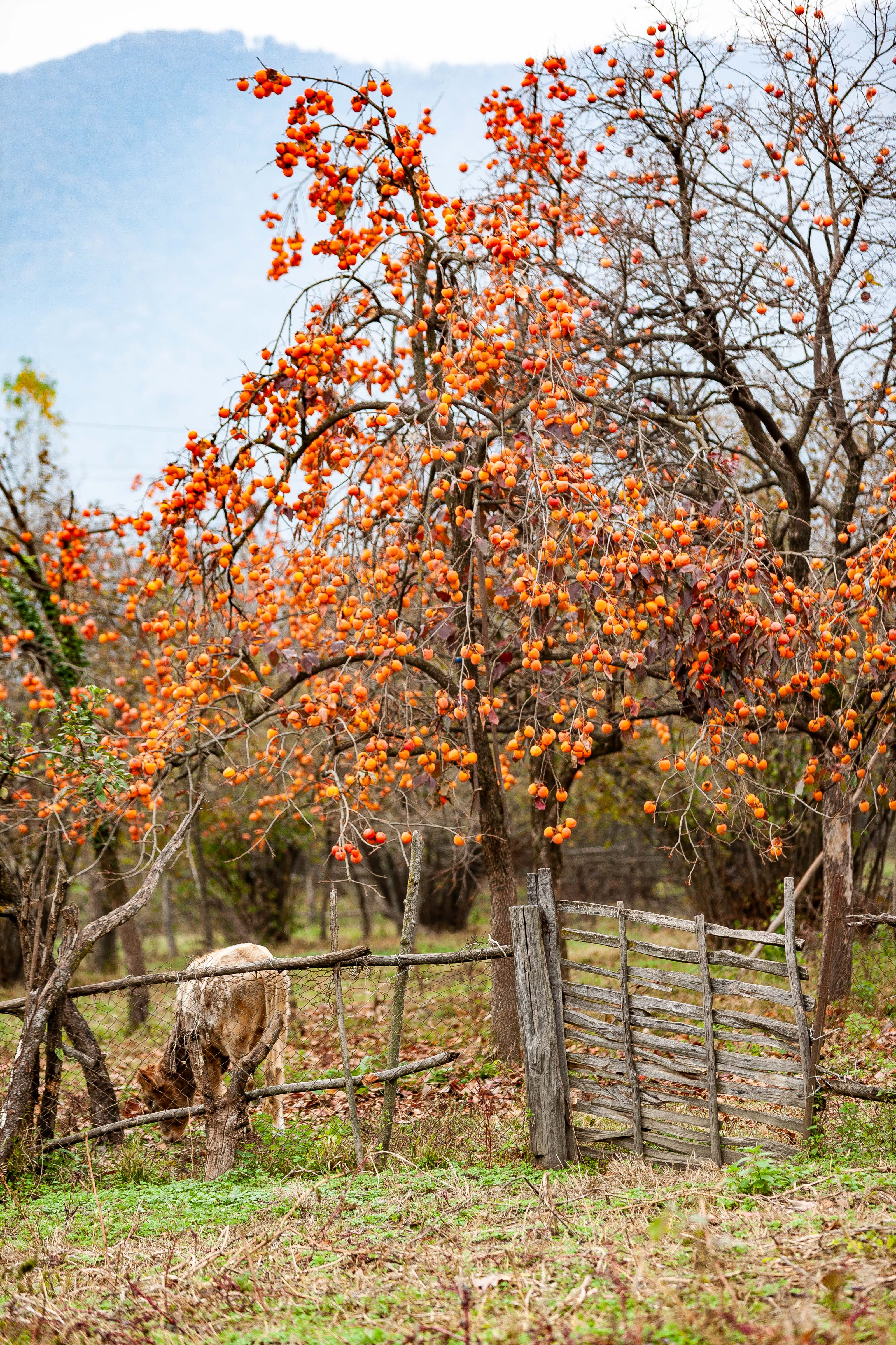 Azerbaijan, Balakan Prov, Persimmon Tree, 2009, IMG 8362 Azerbaijan, Balakan Prov, Persimmon Tree, 2009, IMG 8362