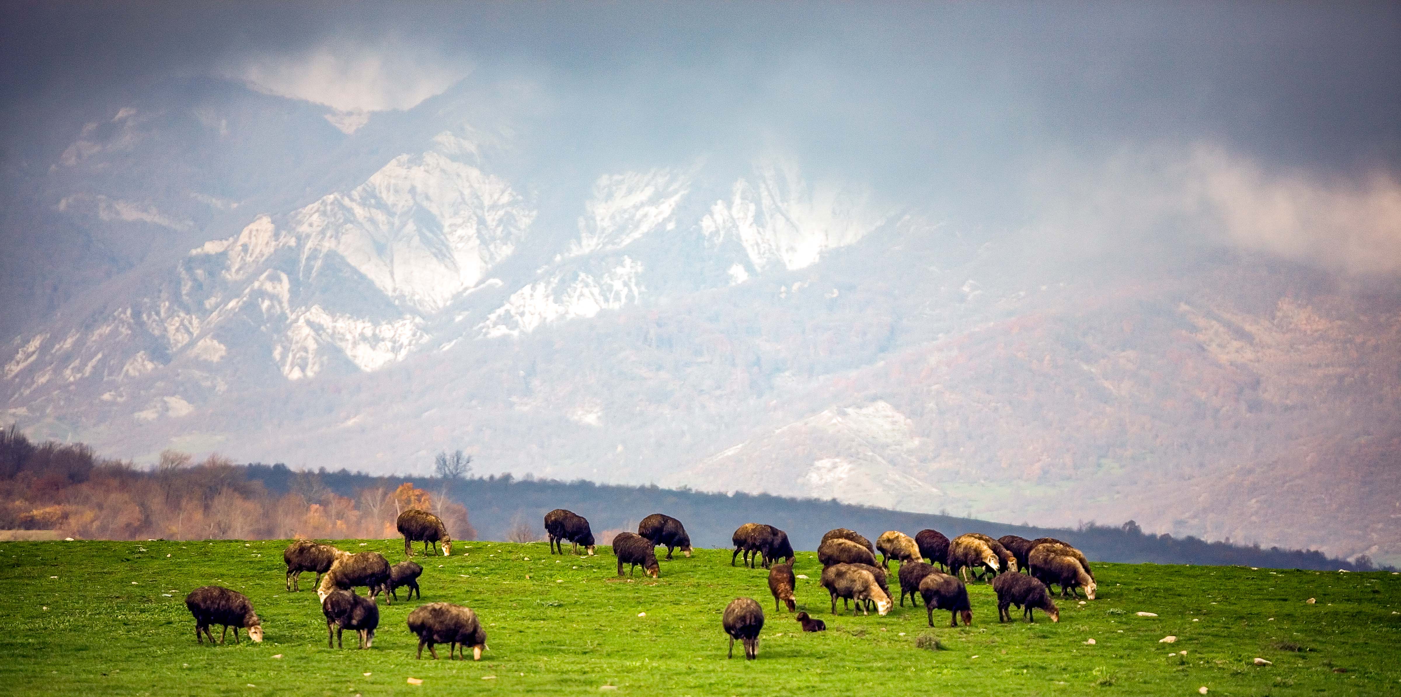 Azerbaijan, Ismayilli Prov, Sheep And Mountains, 2009, IMG 8097