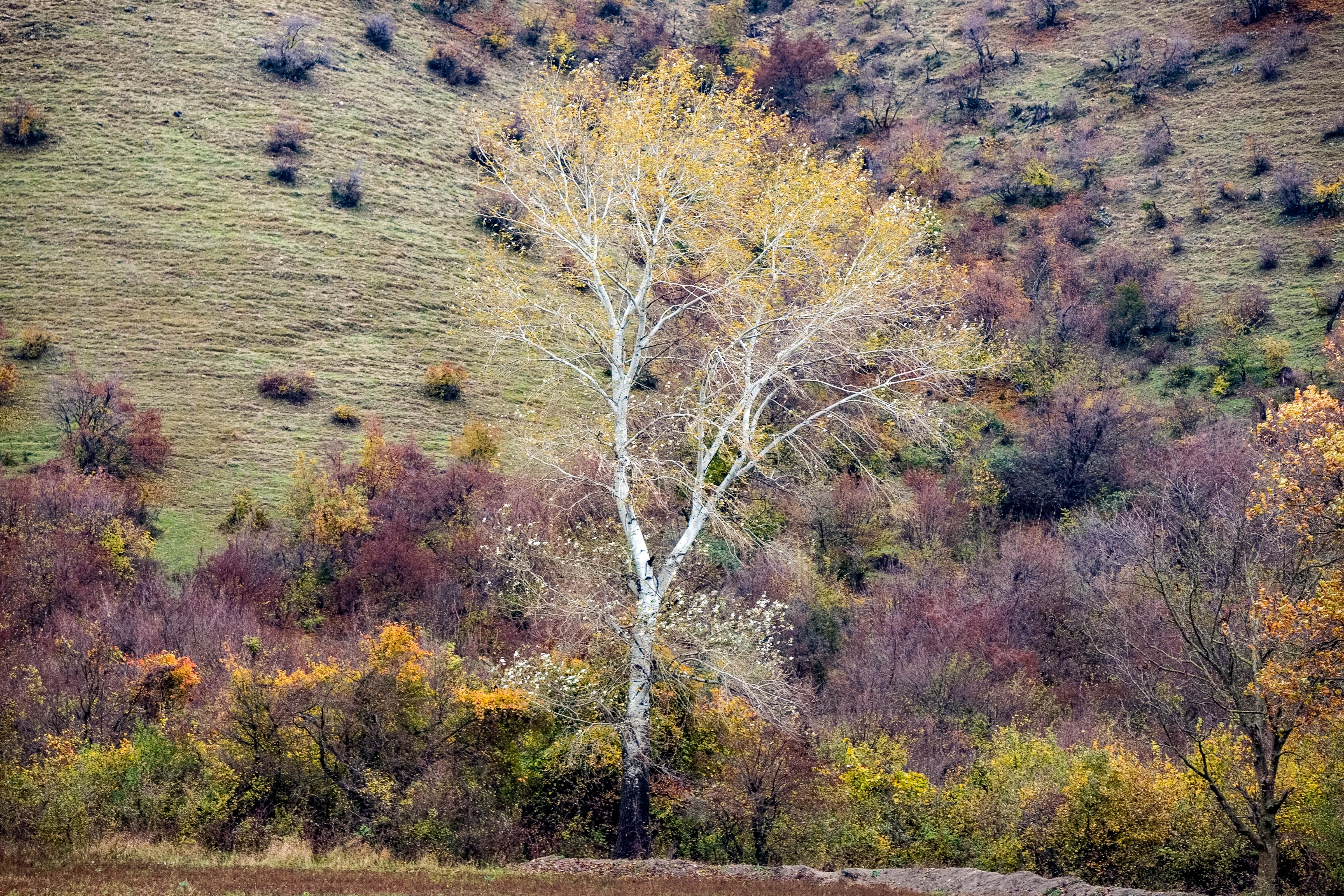 Azerbaijan, Oguz Prov, Tree, 2009, IMG 8457