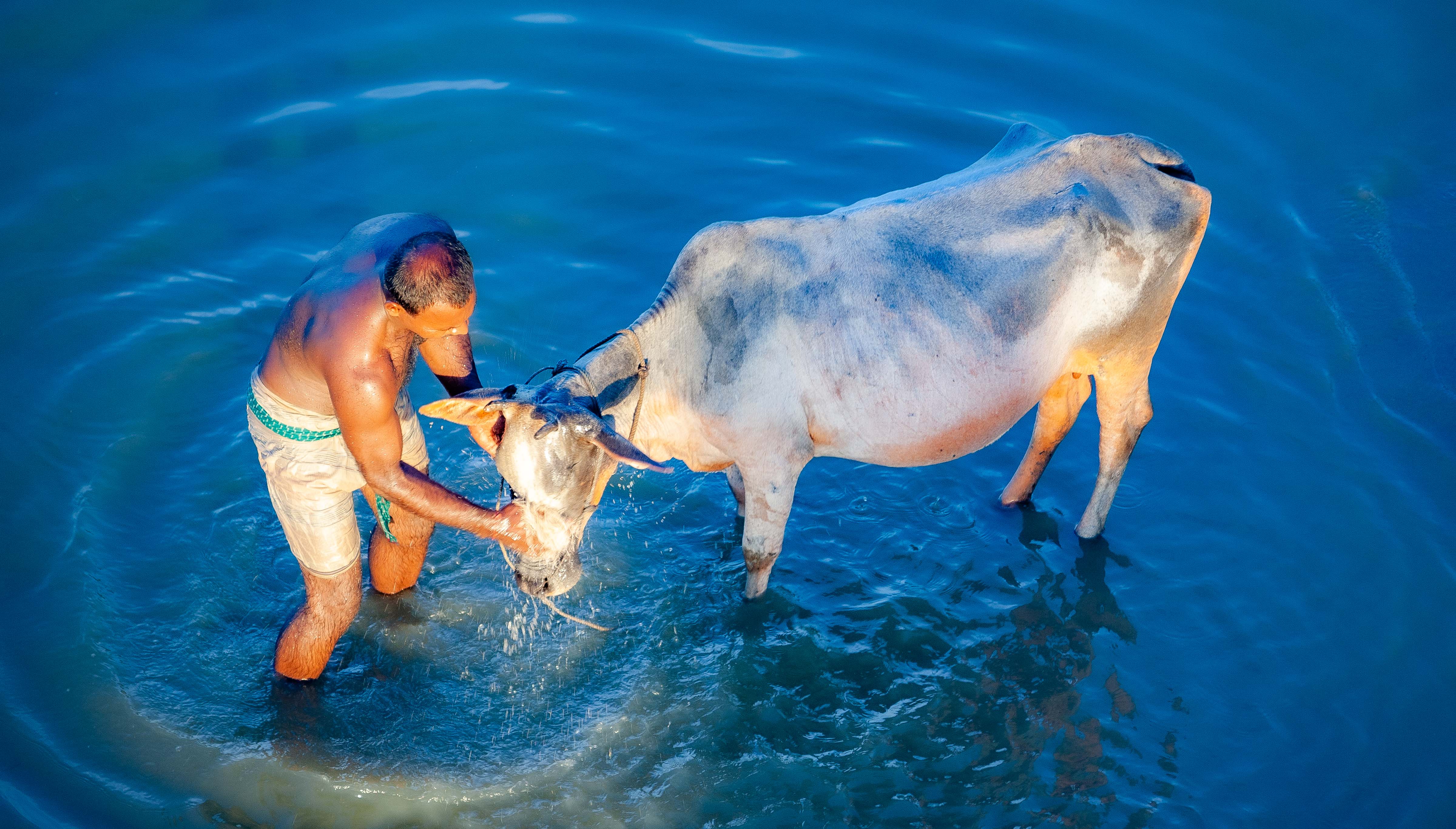 Bangladesh, Jamalpur Prov, Oxen Bath, 2009, IMG 8898