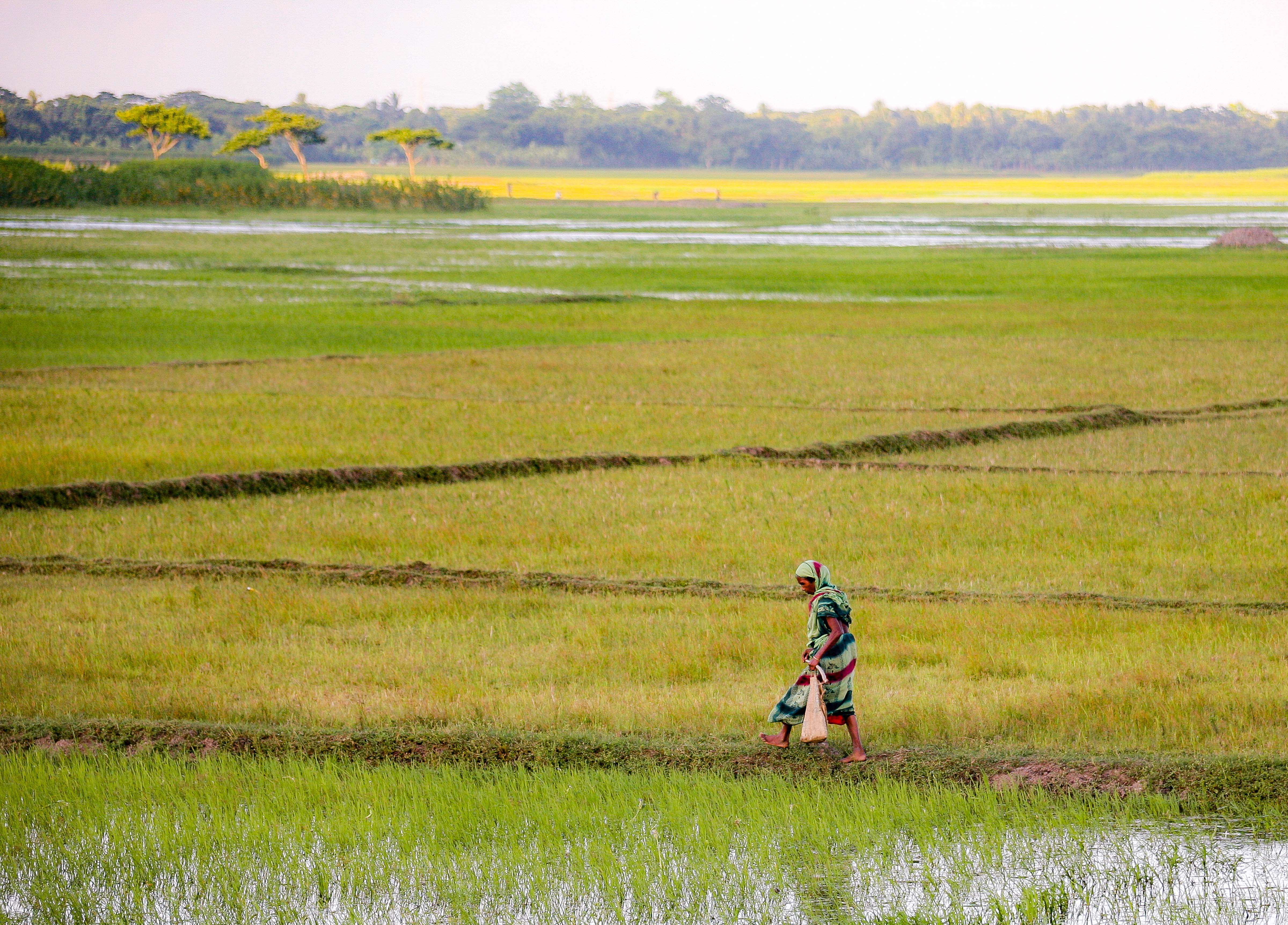 Bangladesh, Narsingdi Prov, Rice Fields, 2009, IMG 8028