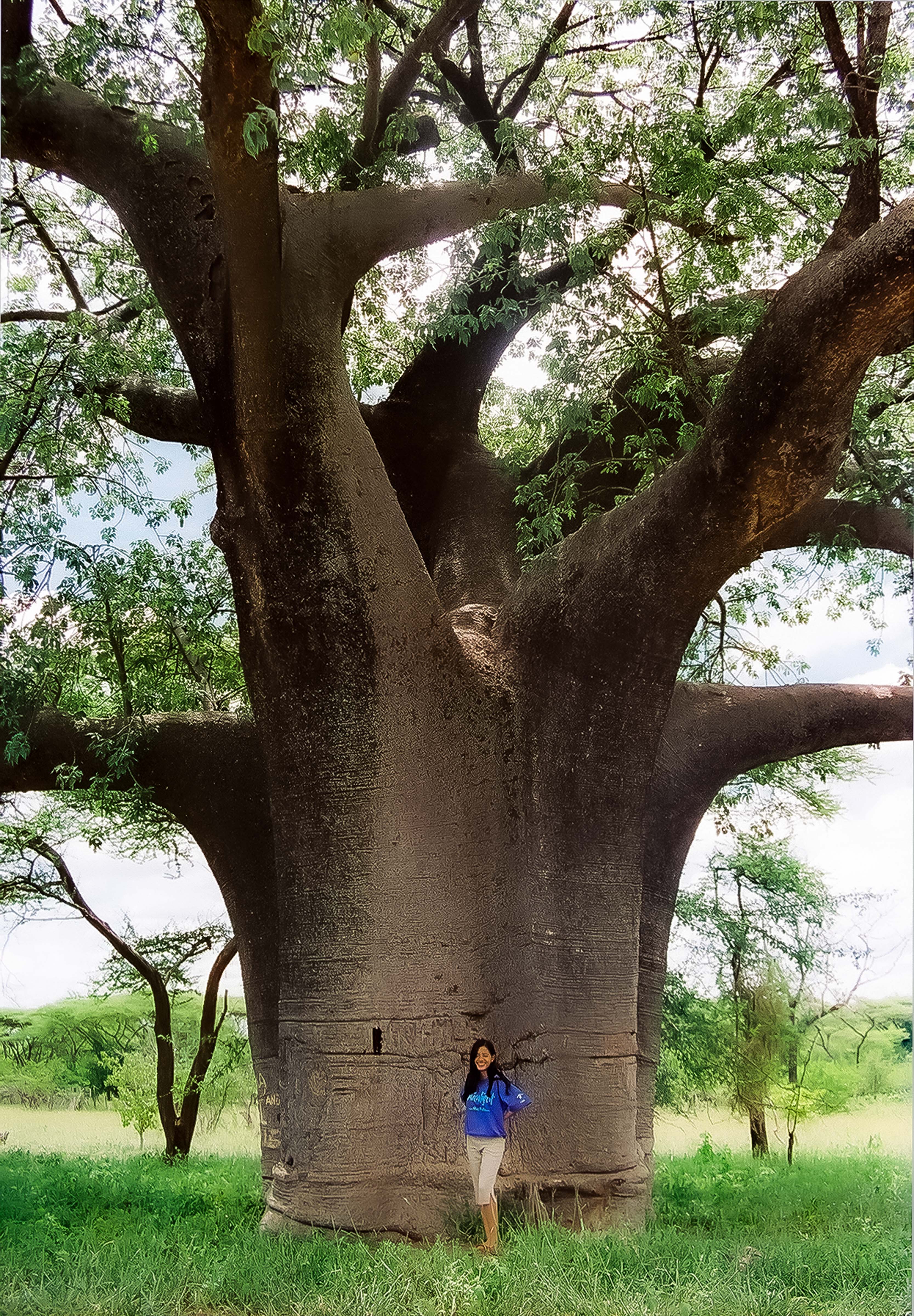 Botswana, Baobab, 2001