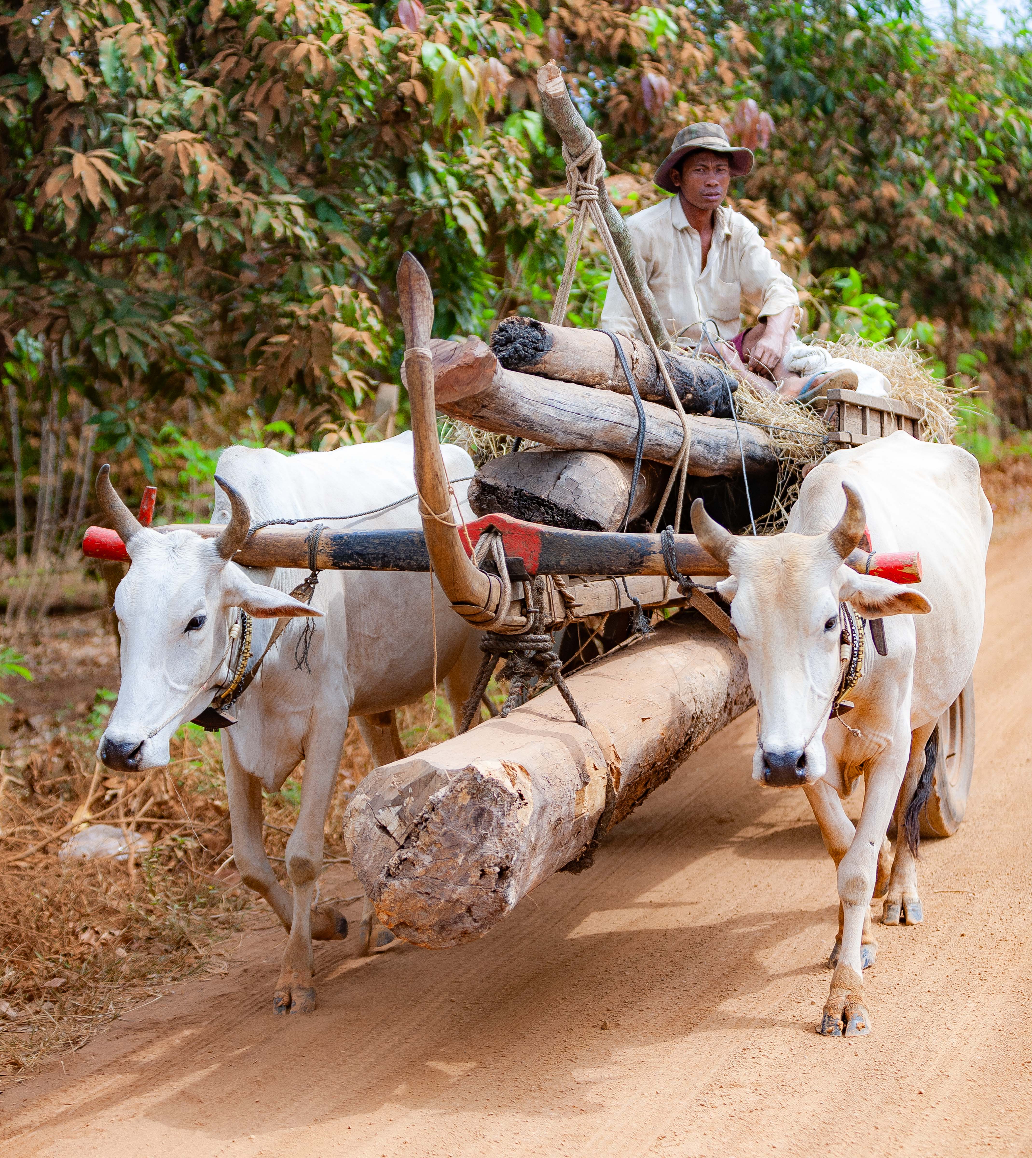 Cambodia, Kampong Chaam Prov, Cow Drawn Logging Cart, 2010, IMG 5422