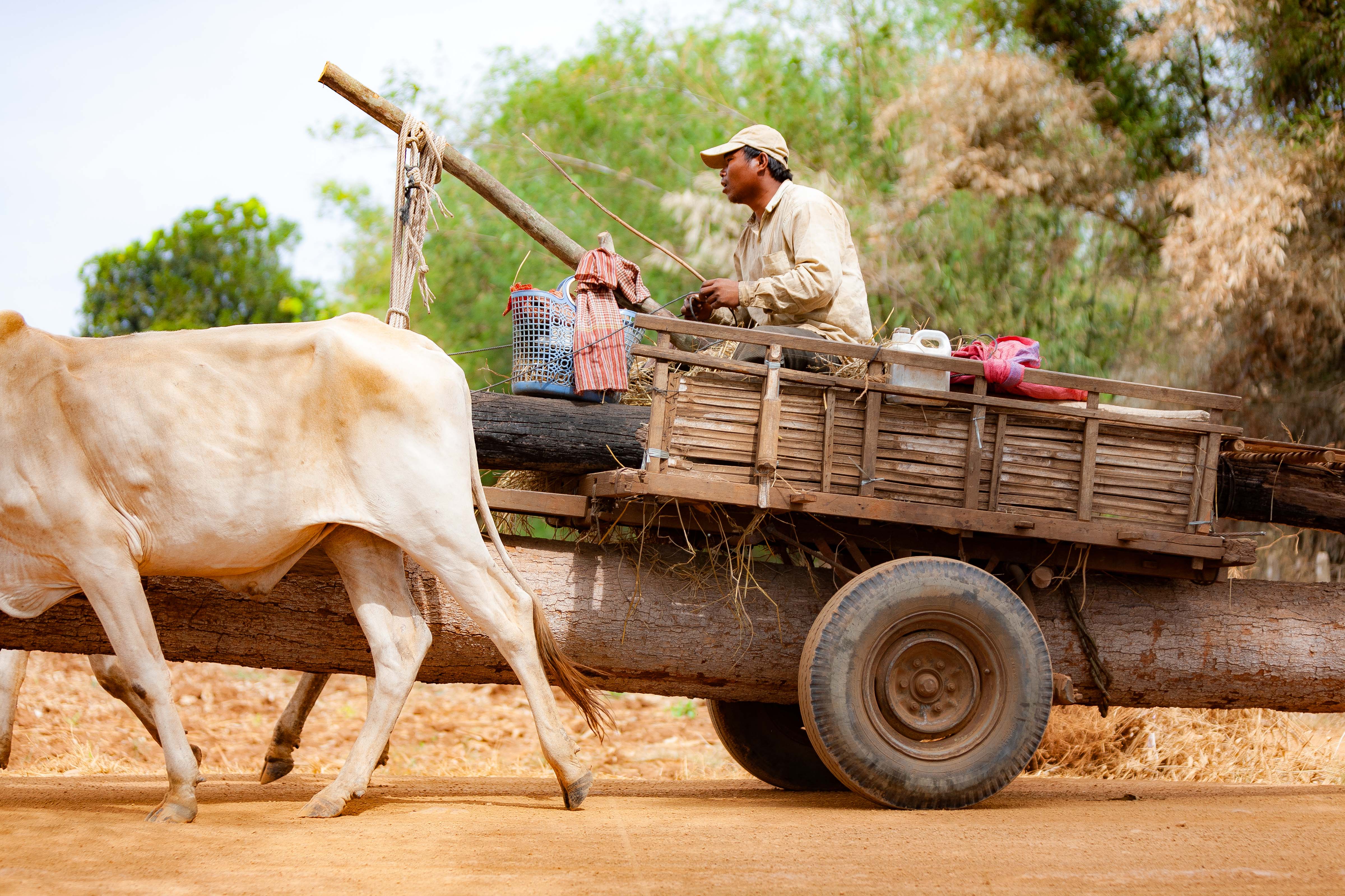 Cambodia, Kampong Chaam Prov, Cow Drawn Logging Cart, 2010, IMG 5423 Cambodia, Kampong Chaam Prov, Cow Drawn Logging Cart, 2010, IMG 5423