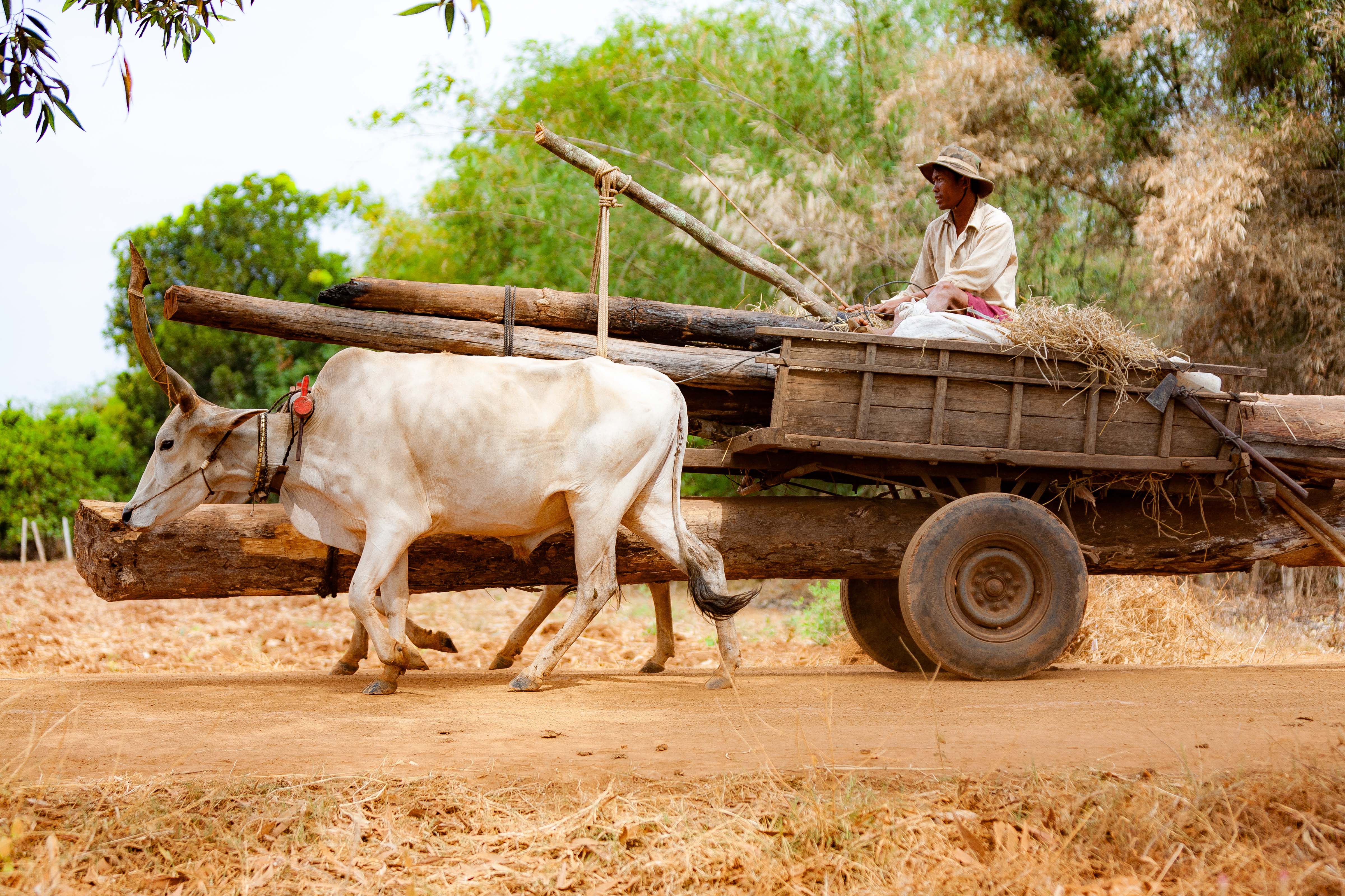Cambodia, Kampong Chaam Prov, Cow Drawn Logging Cart, 2010, IMG 5424 Cambodia, Kampong Chaam Prov, Cow Drawn Logging Cart, 2010, IMG 5424