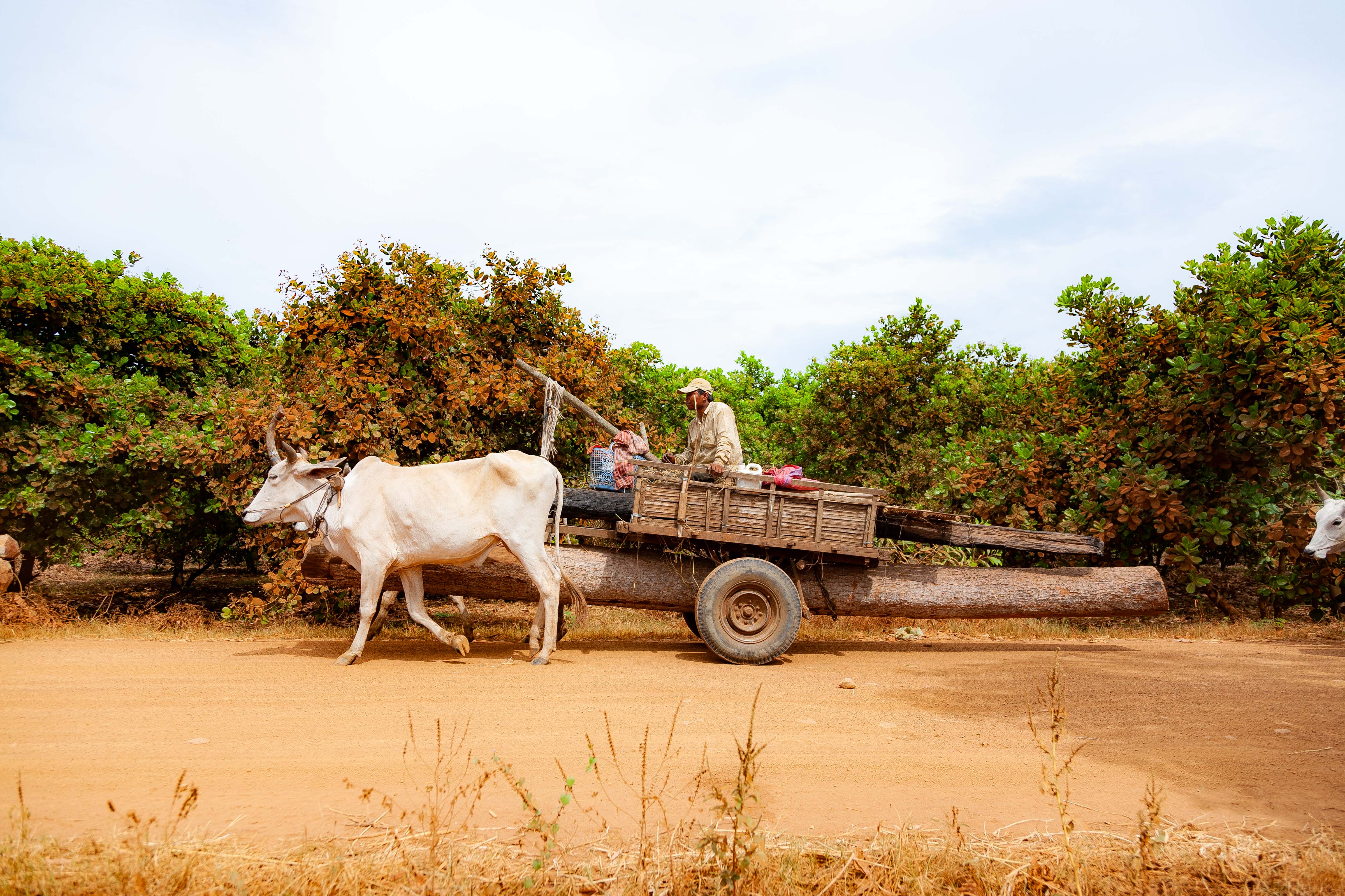 Cambodia, Kampong Chaam Prov, Cow Drawn Logging Cart, 2010, IMG 5431 Cambodia, Kampong Chaam Prov, Cow Drawn Logging Cart, 2010, IMG 5431