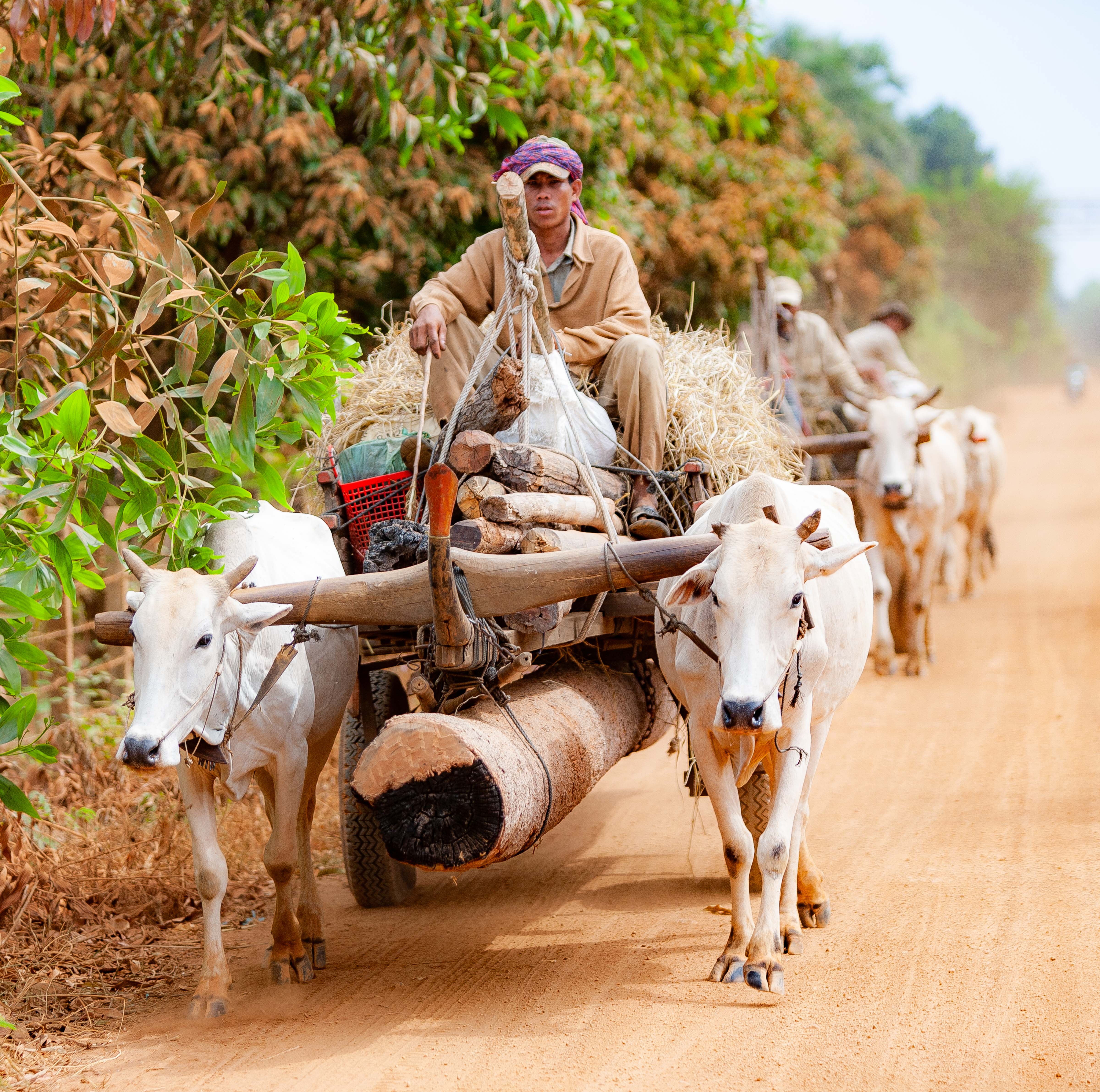 Cambodia, Kampong Chaam Prov, Cow Drawn Logging Carts, 2010, IMG 5420