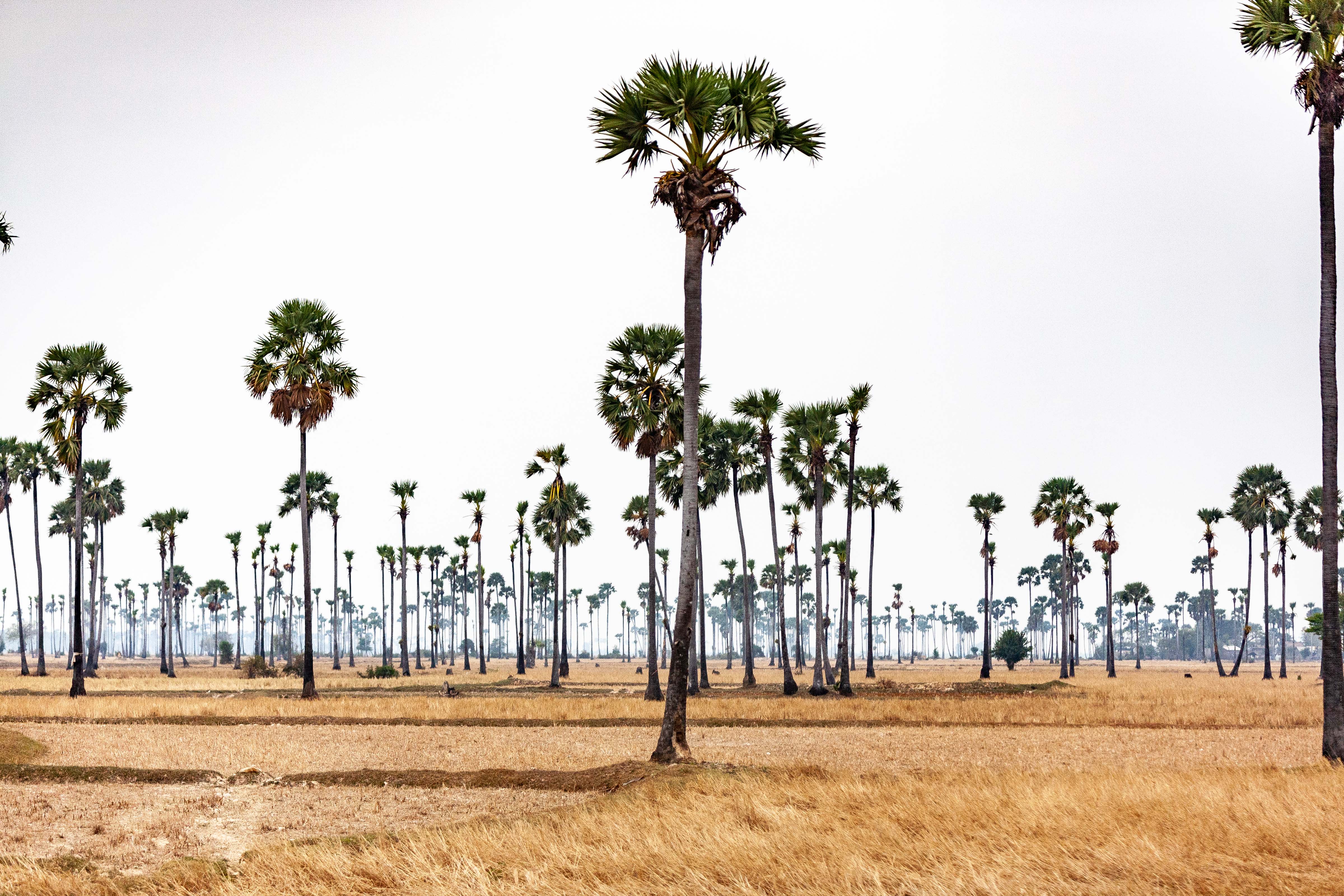 Cambodia, Kampong Chaam Prov, Field Of Palms, 2010, IMG 5583