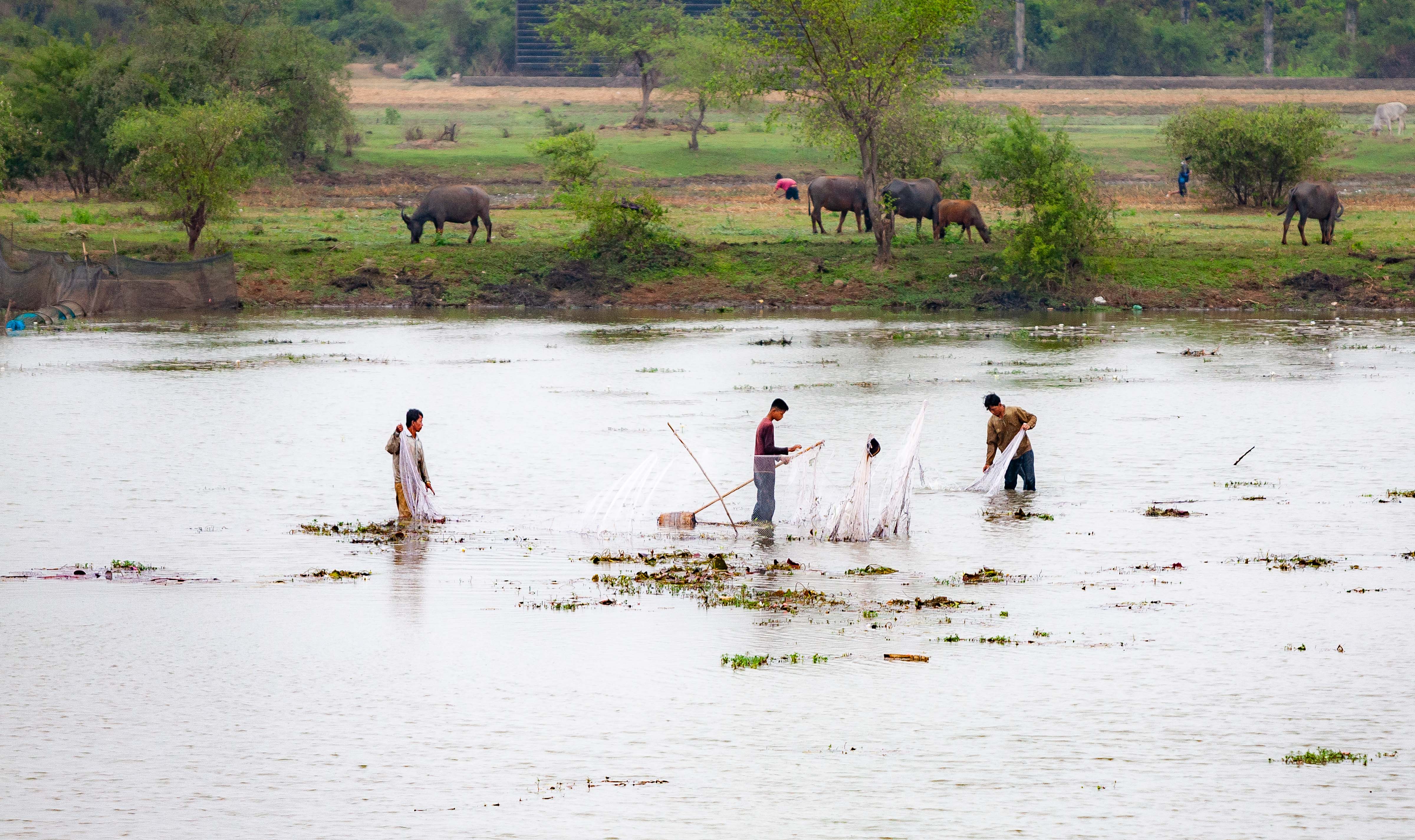 Cambodia, Kampong Chaam Prov, Pond Net Fishing, 2010, IMG 5378