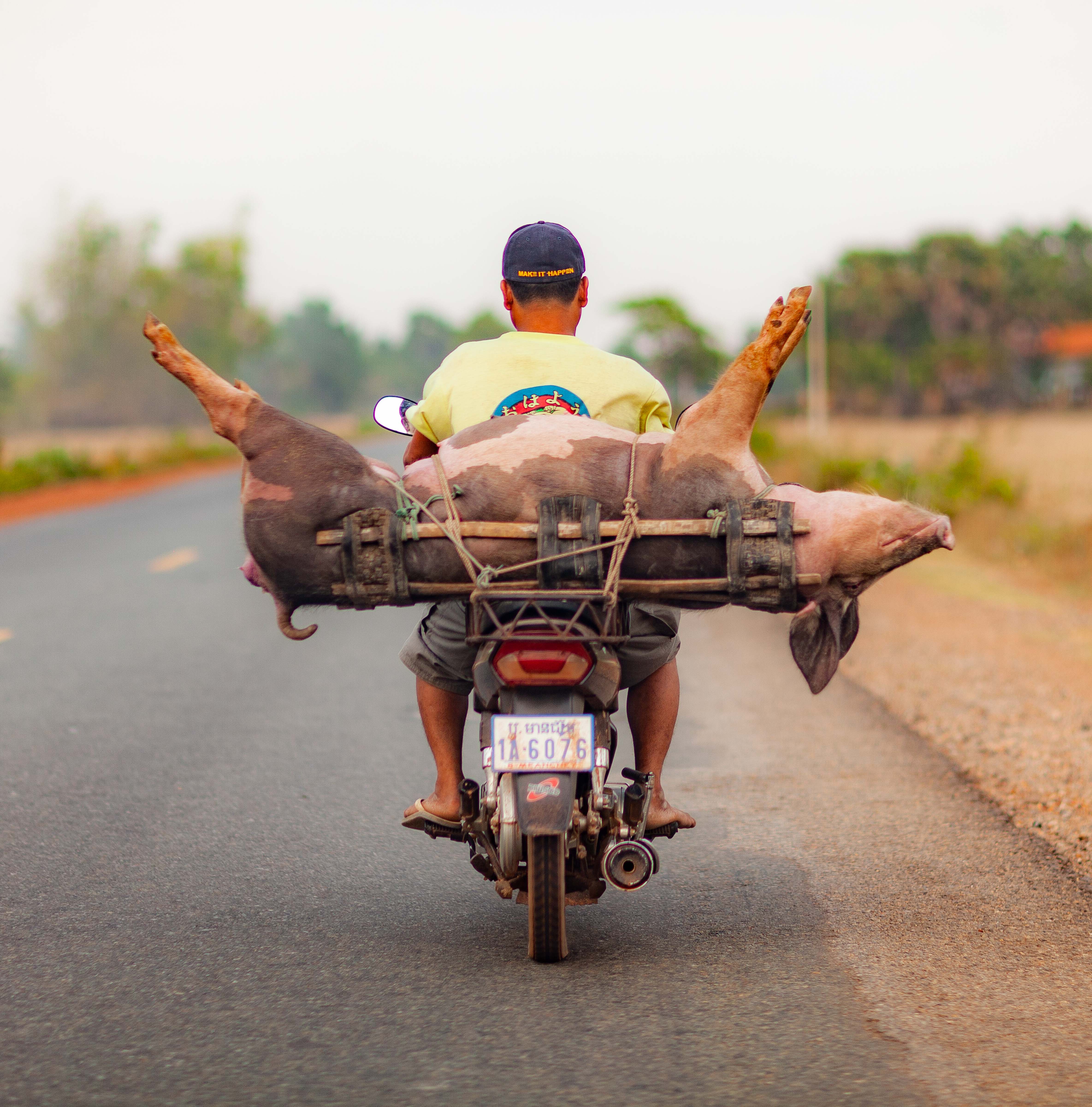 Cambodia, Kampong Chhnang Prov, Pig Transport, 2011, IMG 9562