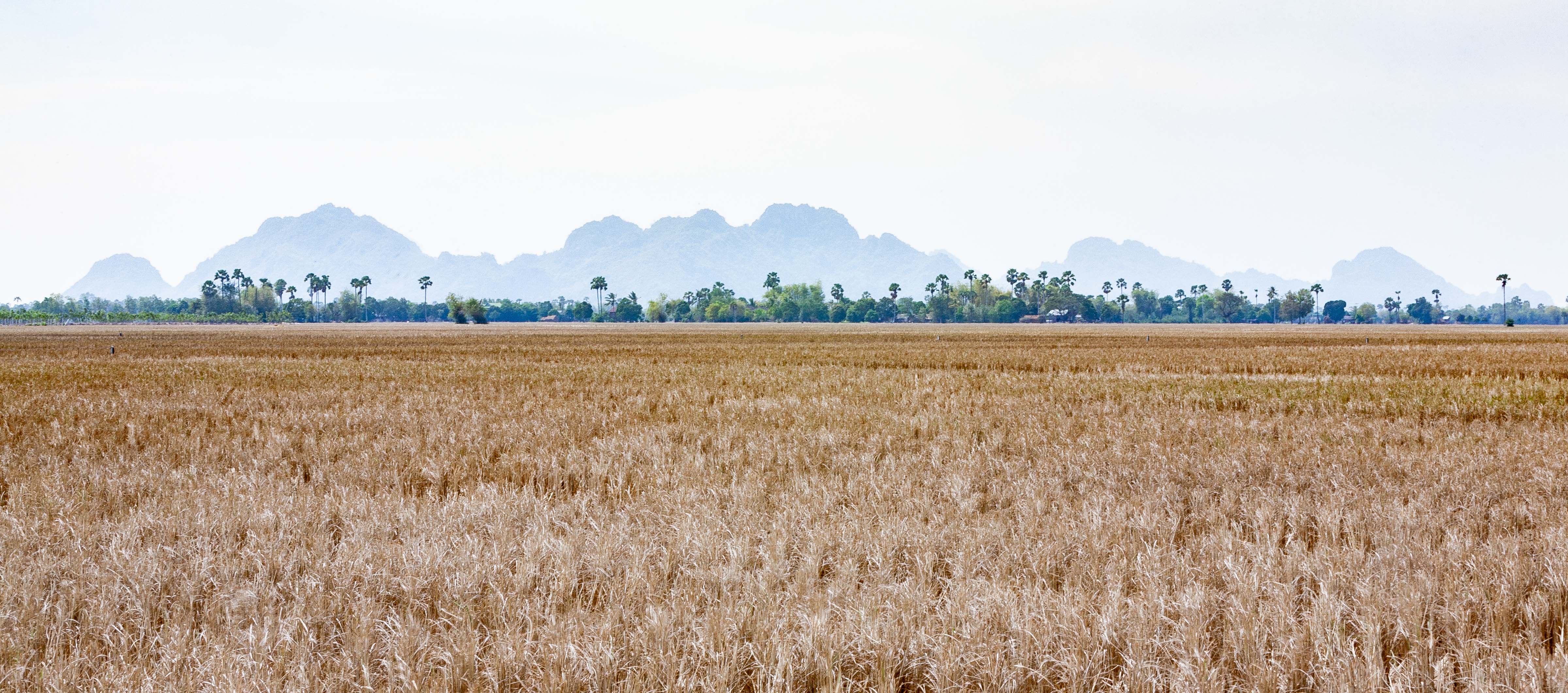 Cambodia, Kampot Prov, Landscape, 2010, IMG 4850
