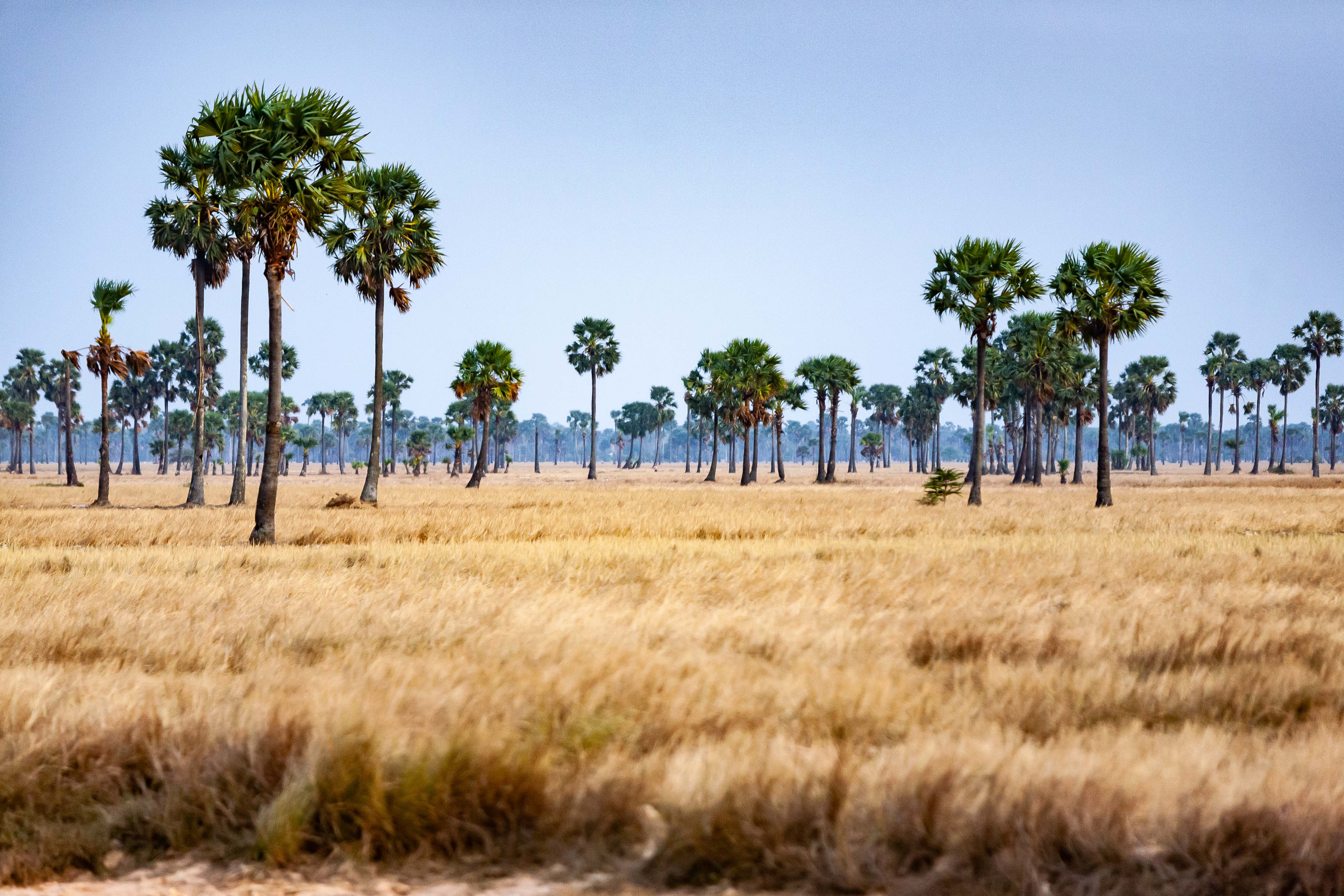 Cambodia, Prey Veaeng Prov, Field Of Palms, 2010, IMG 5311