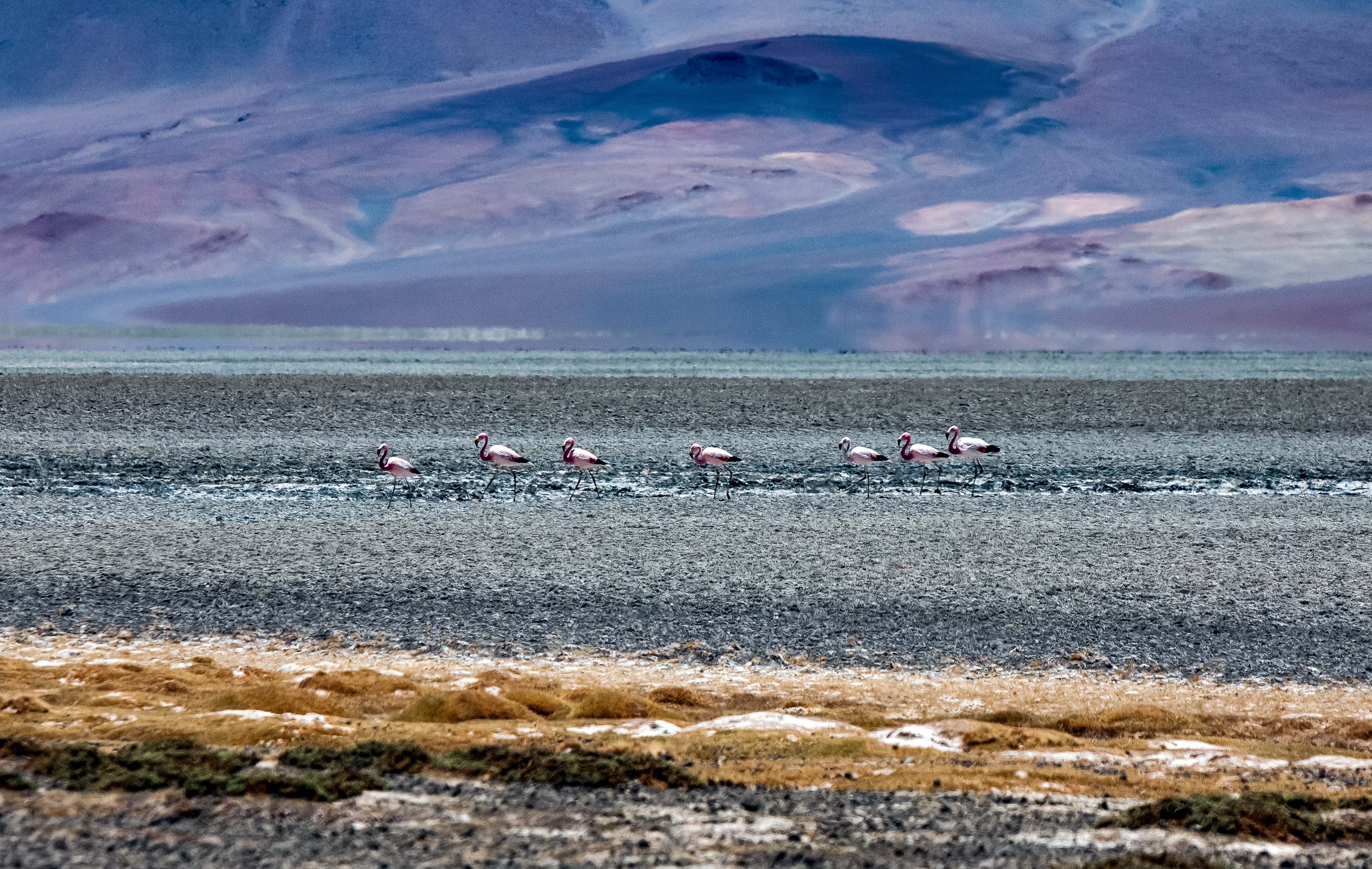 Chile, Antofagasta Prov, Flamingos Landscape, 2010, IMG 4140