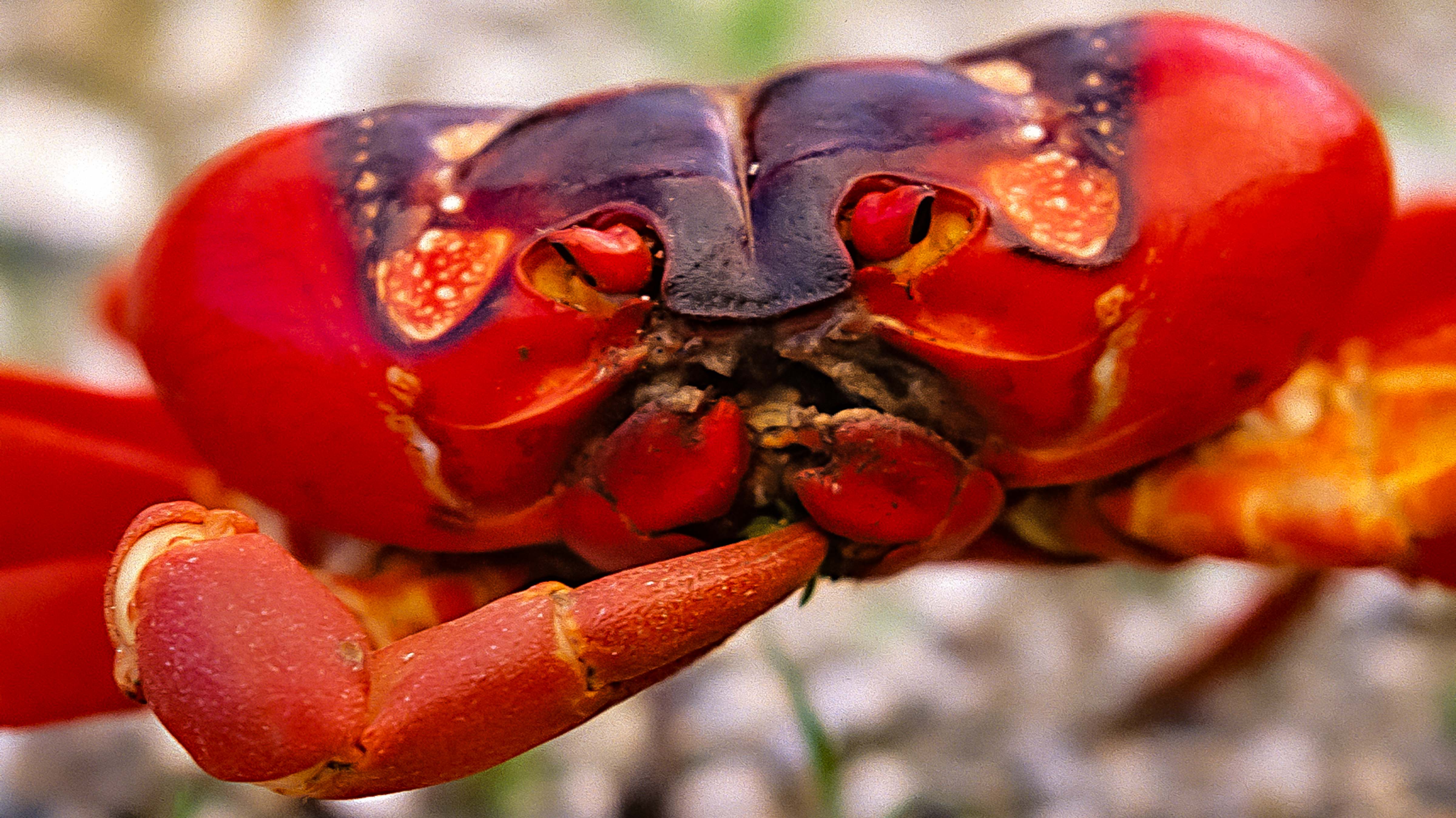 Christmas Island, Crab Eating, 2001 –