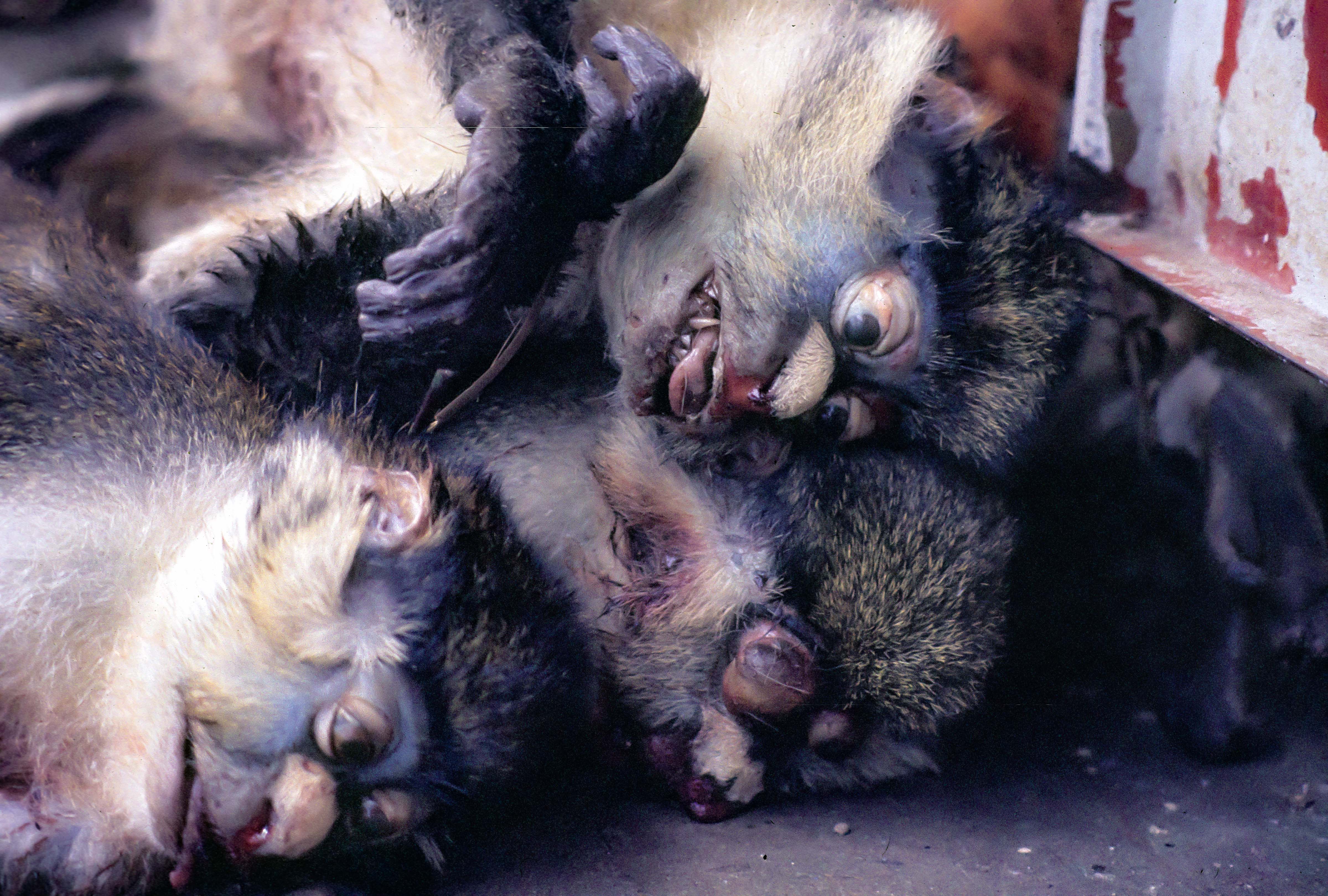 Congo Zaire, Dead Monkeys for Consumption, 1984
