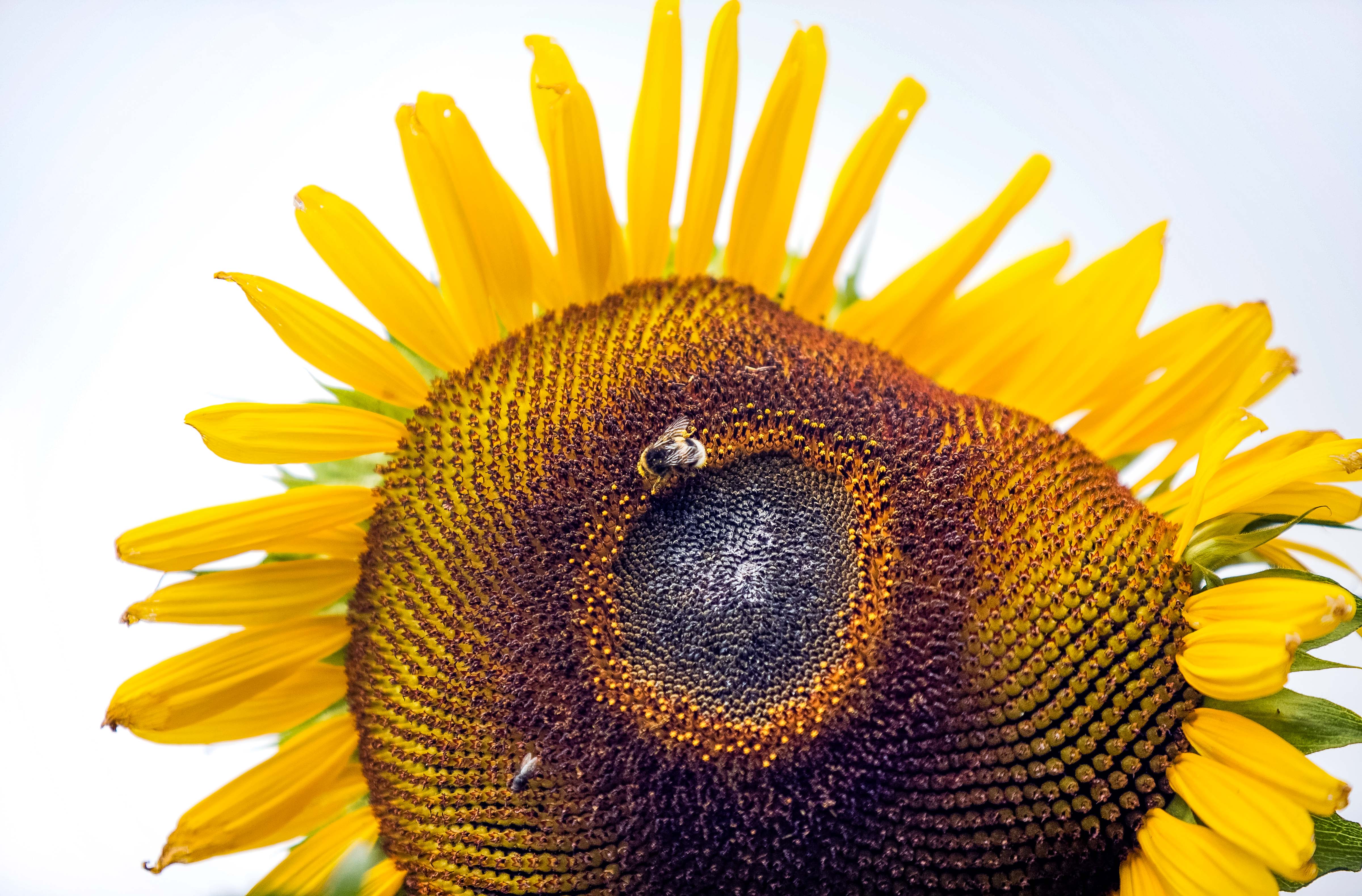 Estonia, Saaremaa Prov, Bee In Sunflower, 2010, IMG_1136