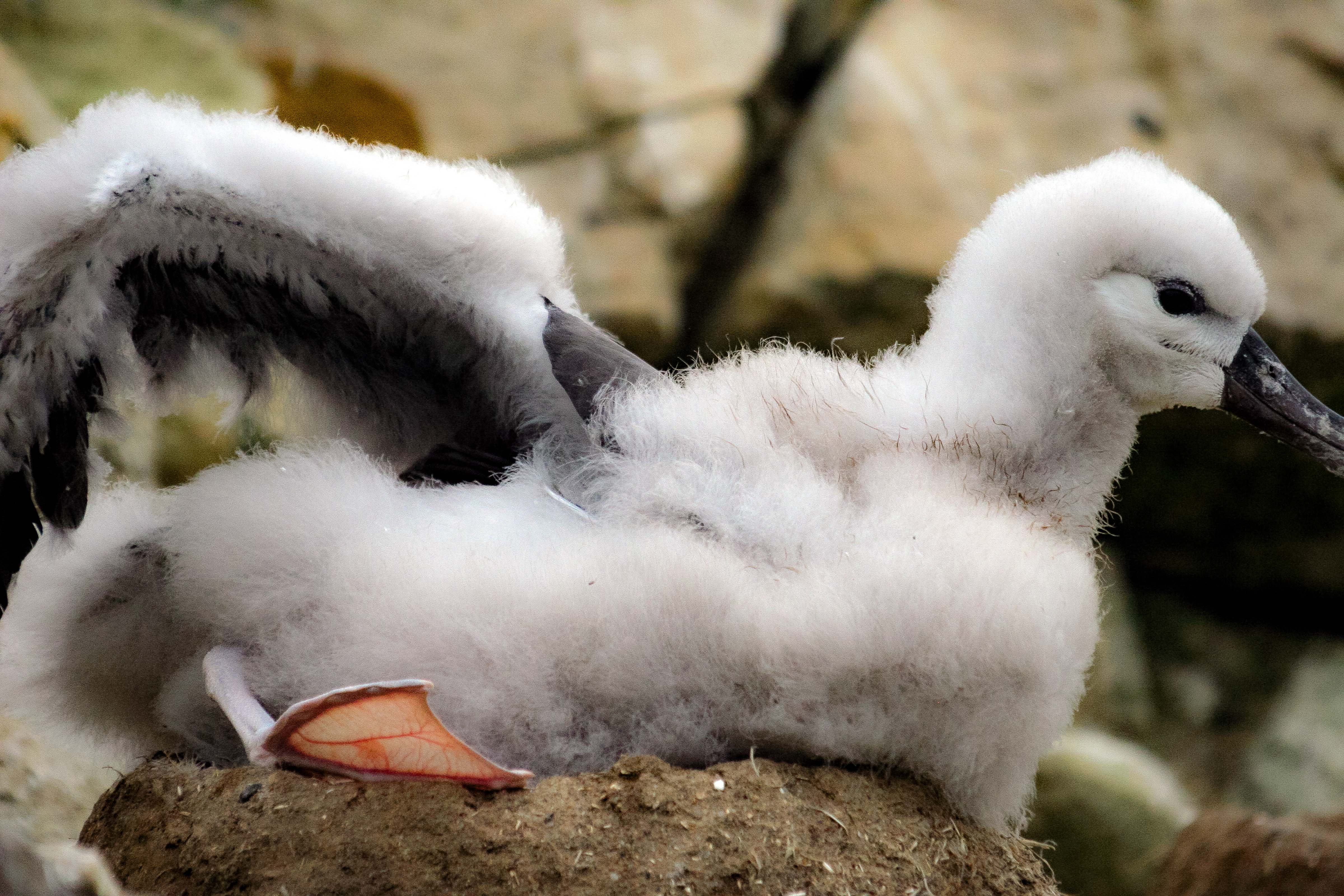 Falkland Is, Black-browed Albatross Young, 2006