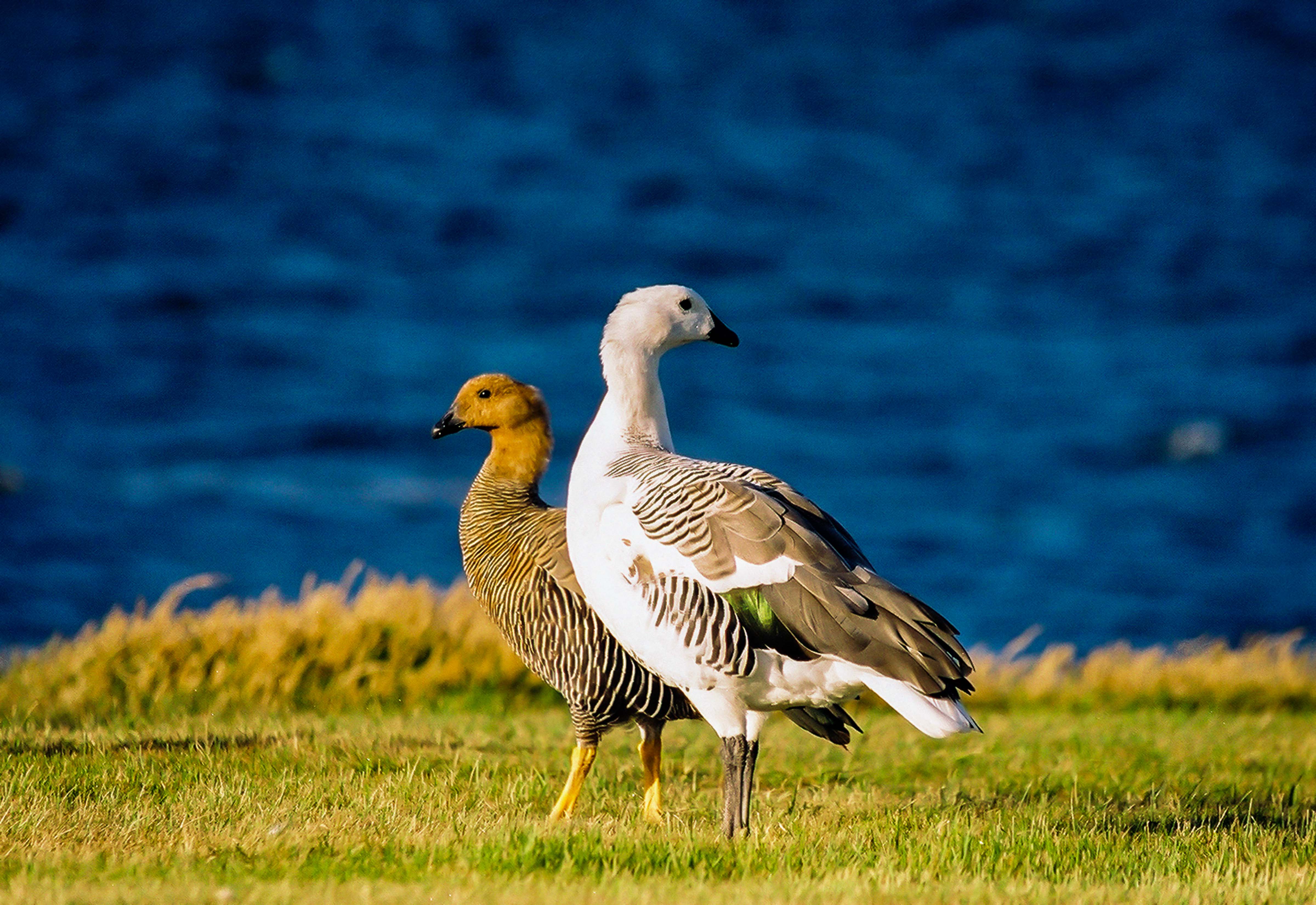 Falkland Is, Pheasant Pair, 2002