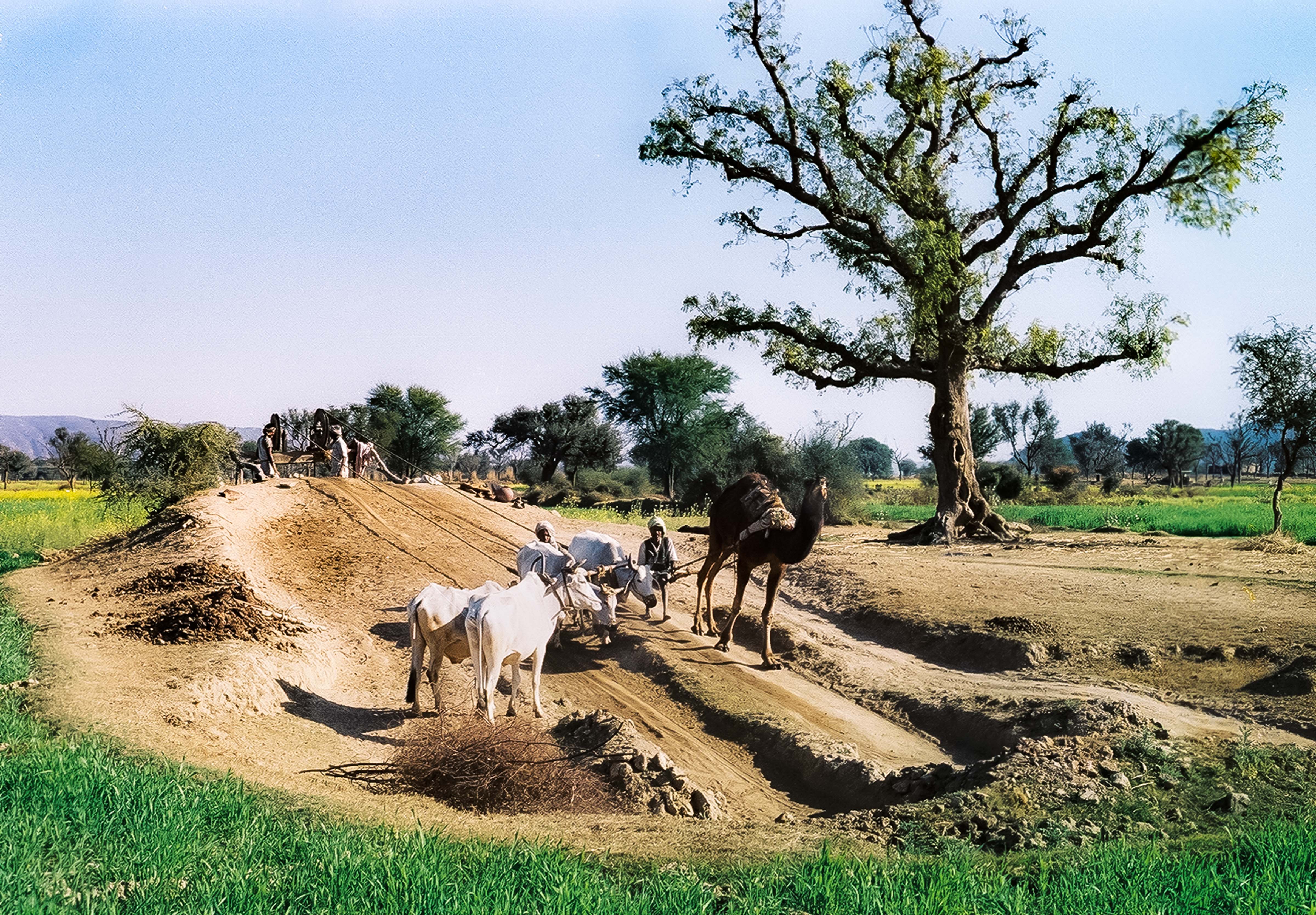 India, Oxen And Camel Working Water Well, 1984