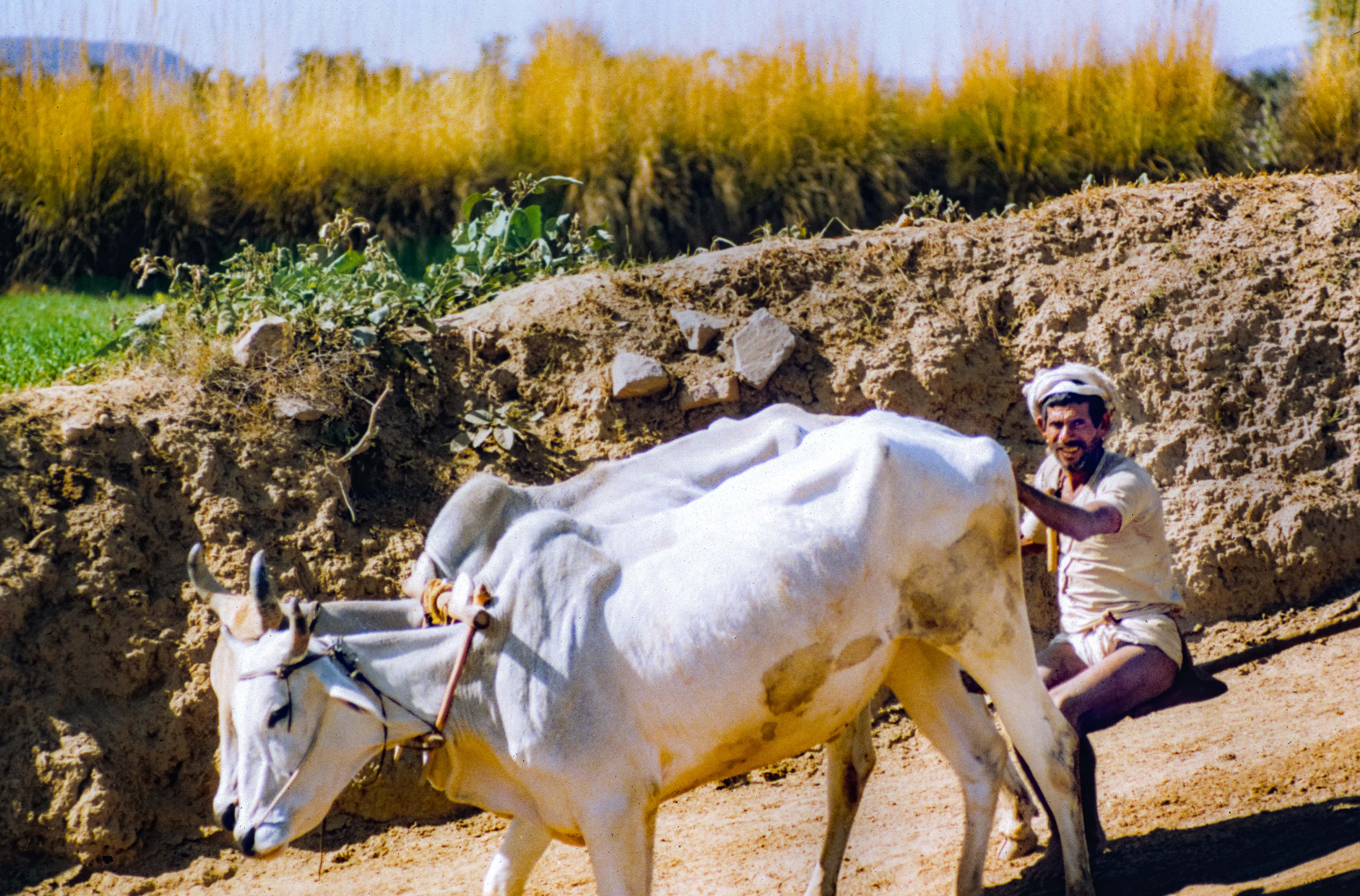 India, Rajasthan, Cows Working Water Well, 1984