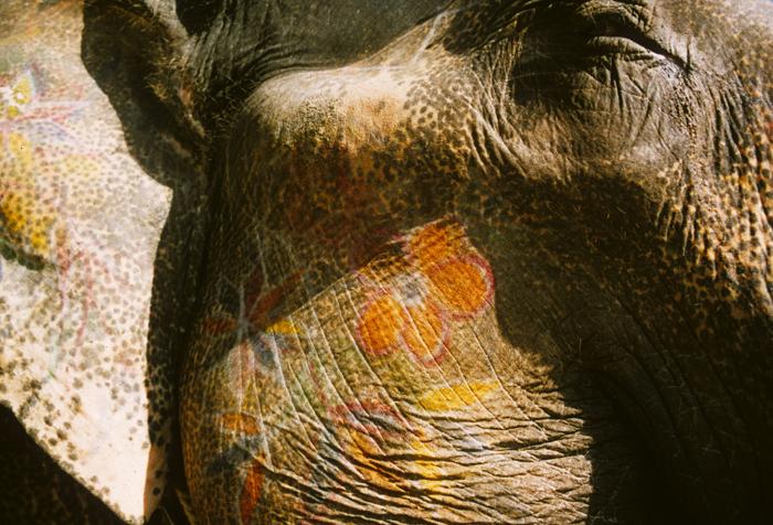 India, Rajasthan, Painted Elephant, 1984