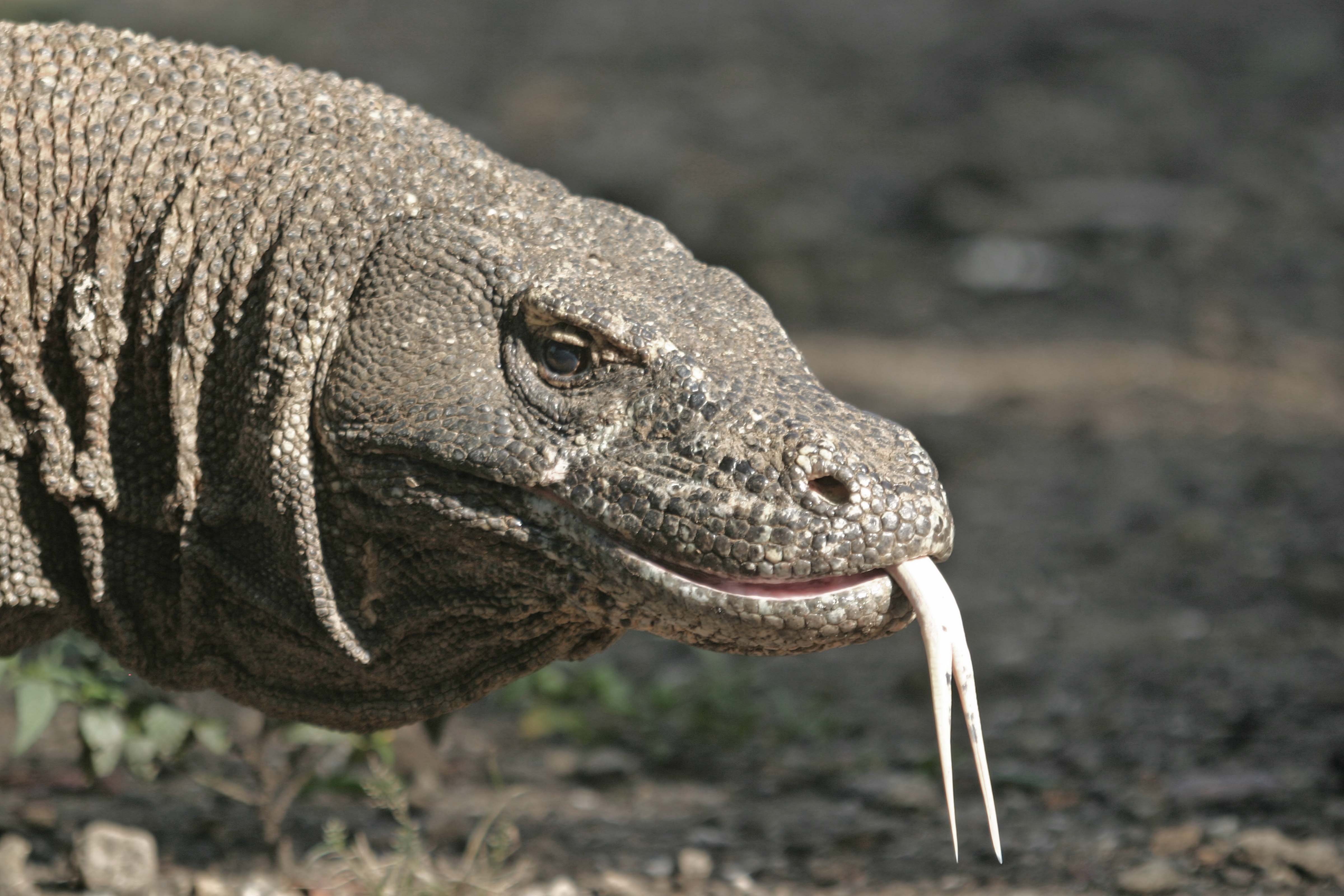 Indonesia, Komodo, Forked Tongue, 2006