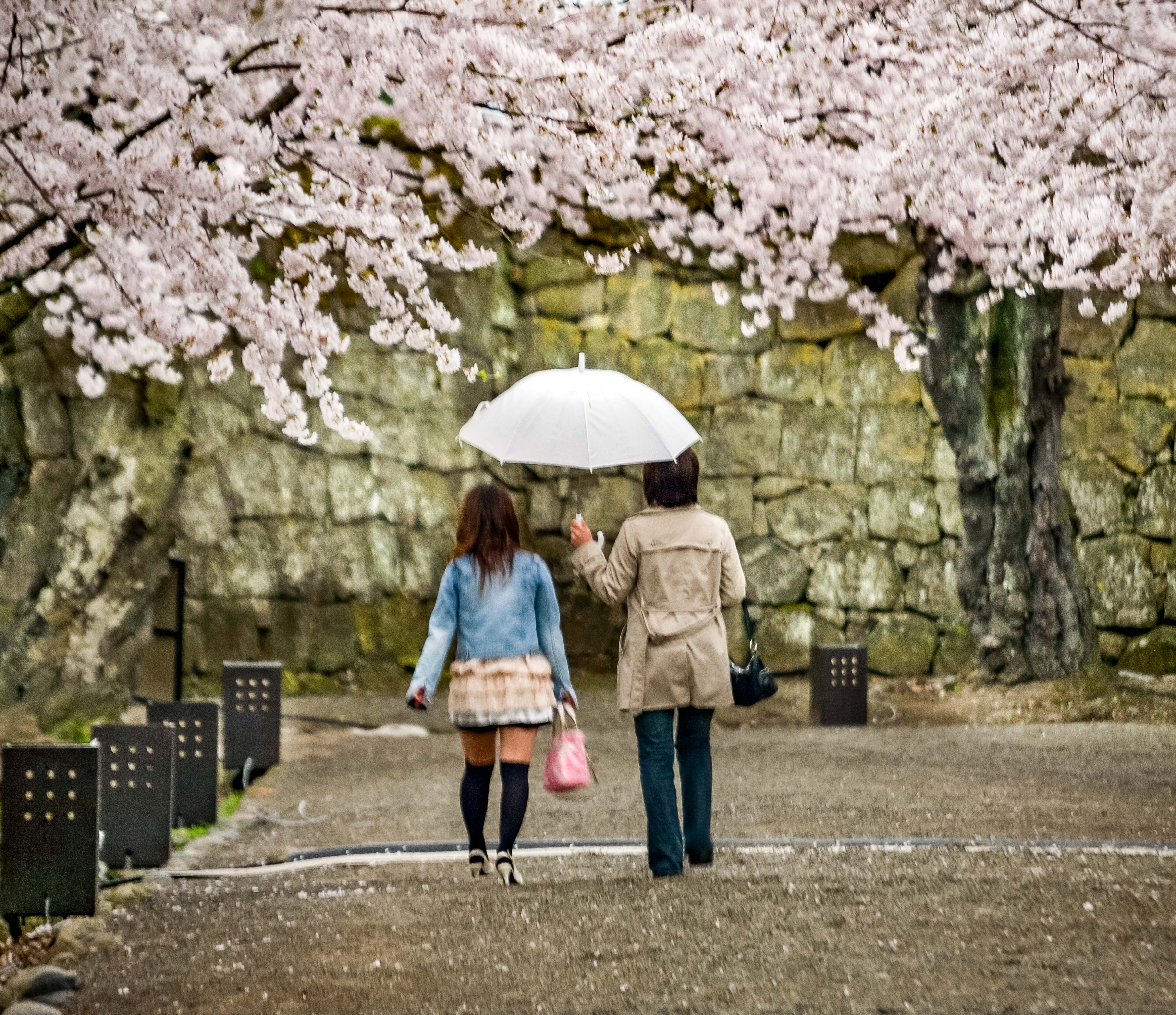 Japan, Fukushima Province, Aizu, Cherry Blossom Walk, 2008, IMG_1690