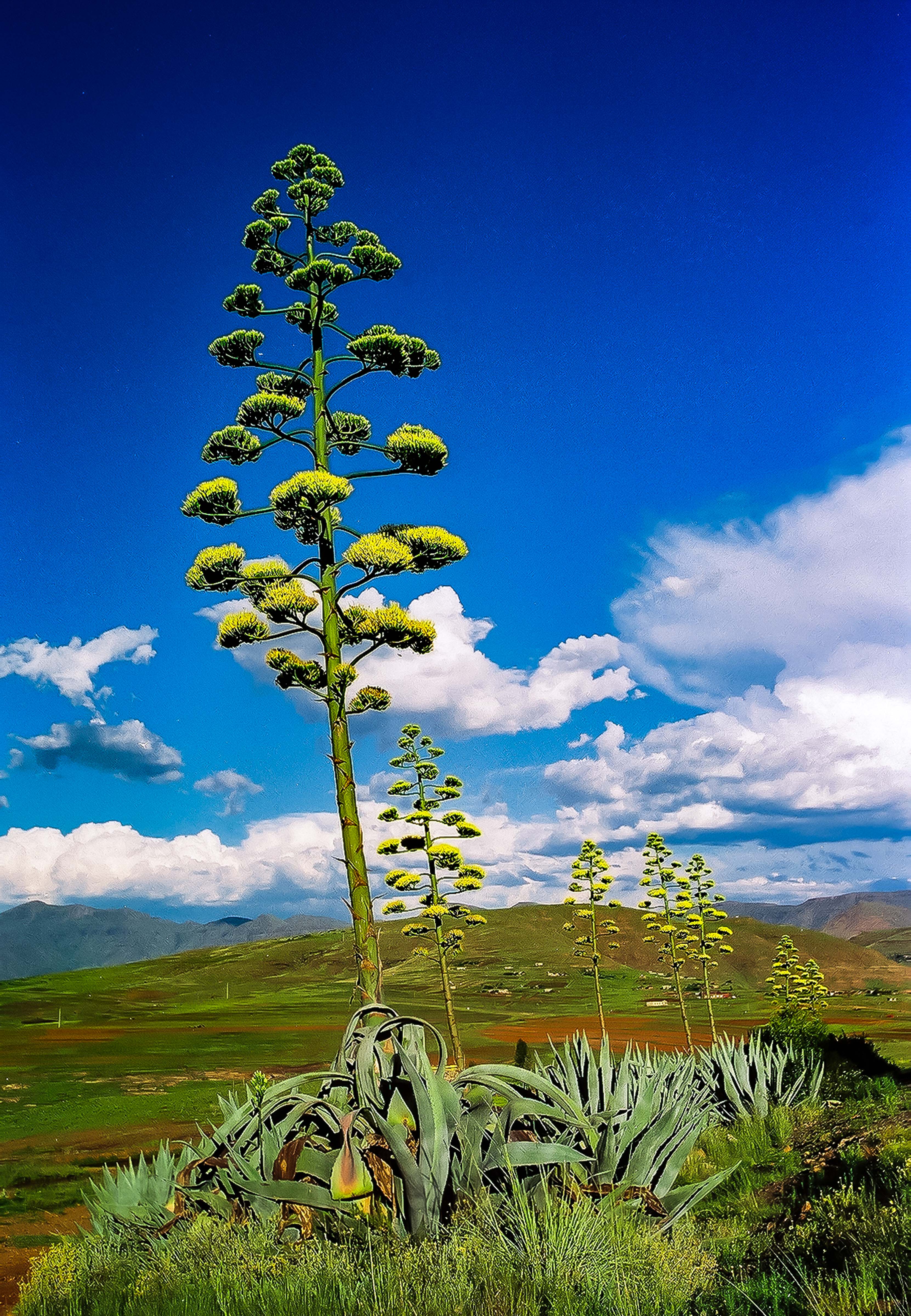 Lesotho, Plant, 2001