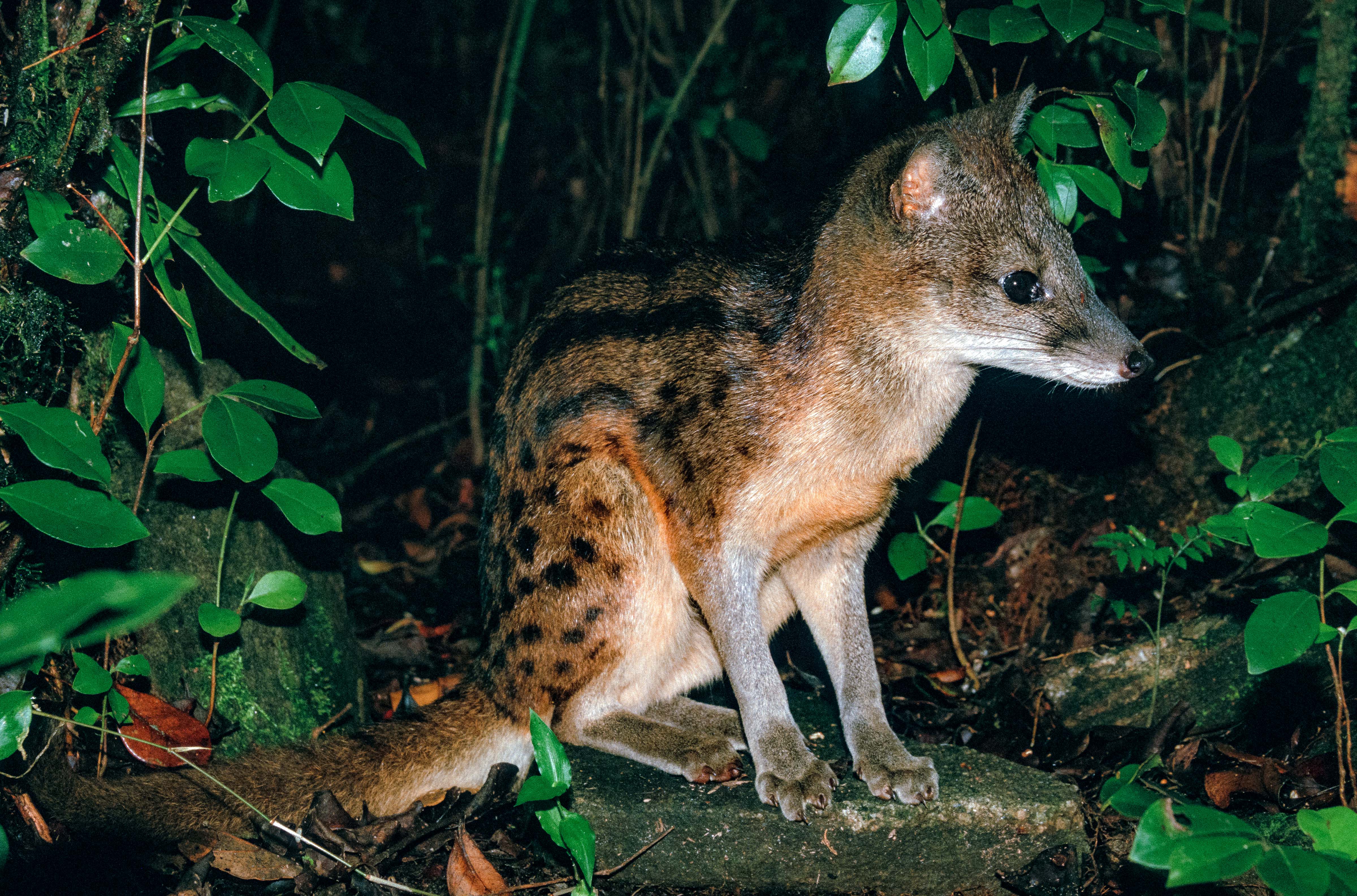 Madagascar, Civet, 2003