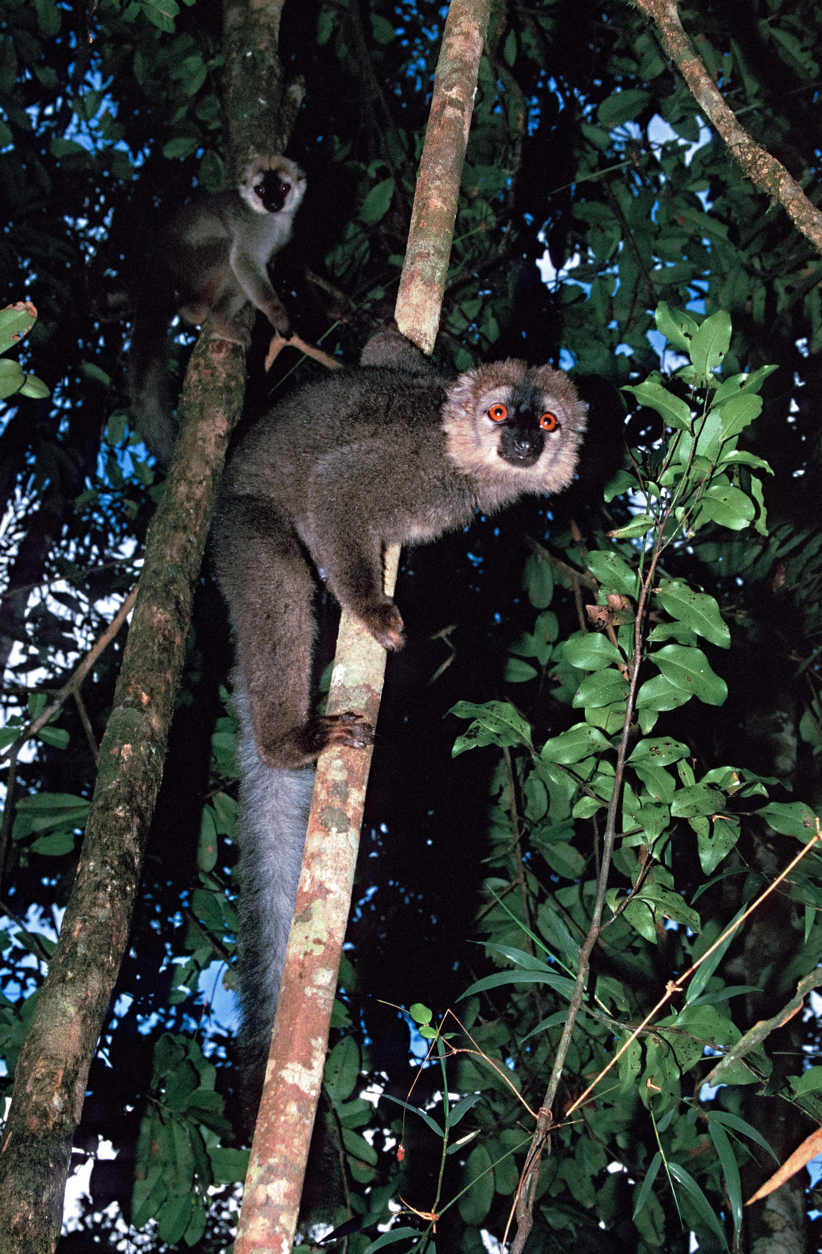 Madagascar, Lemur Mother and Young, 2003