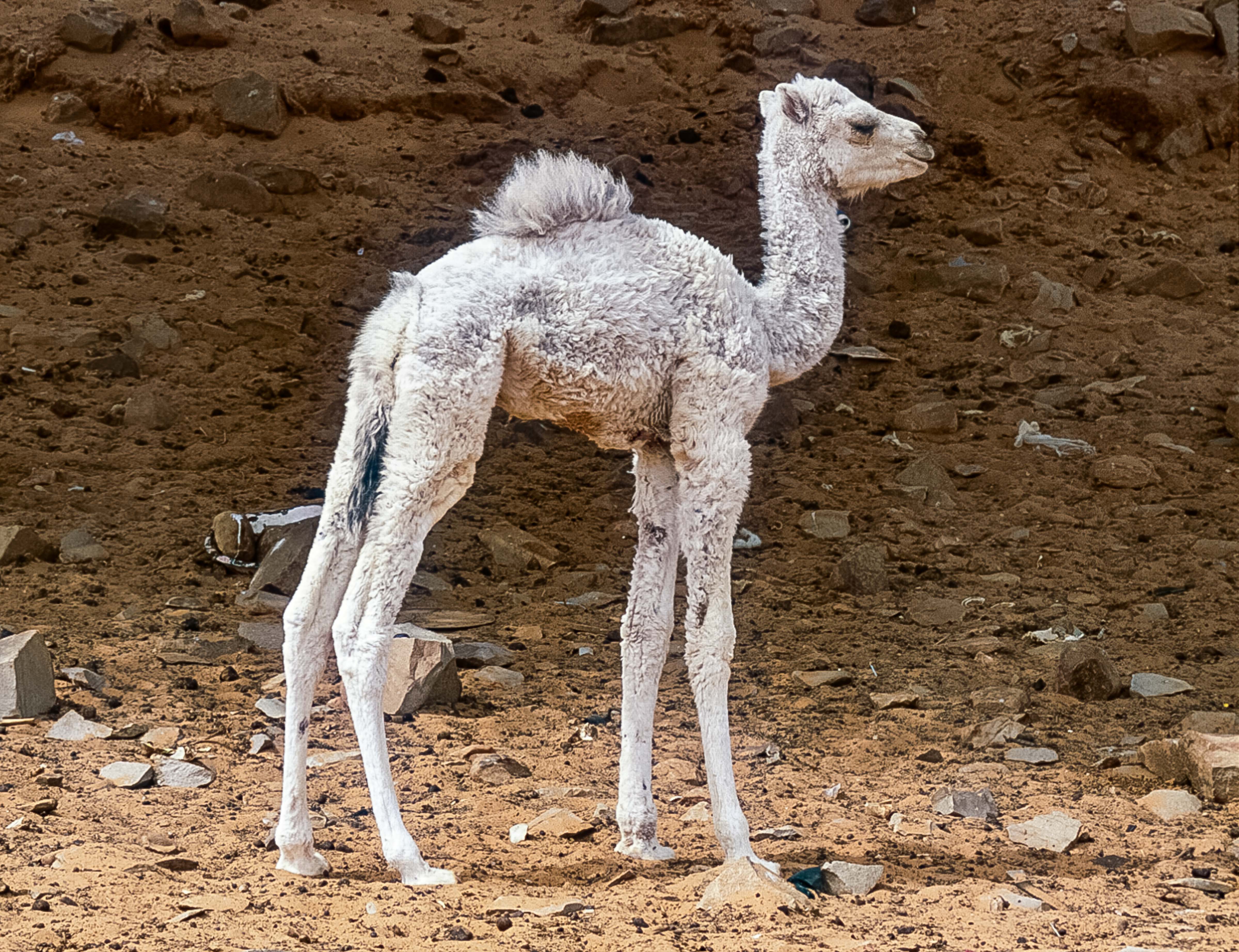 Mauritania, White Baby Camel, 2003