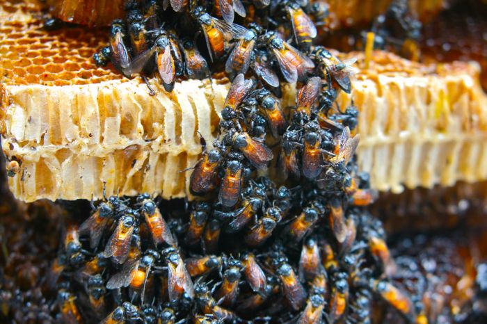 Bangladesh, Dhaka Prov, Bees Honeycomb Detail, 2009, IMG 7911