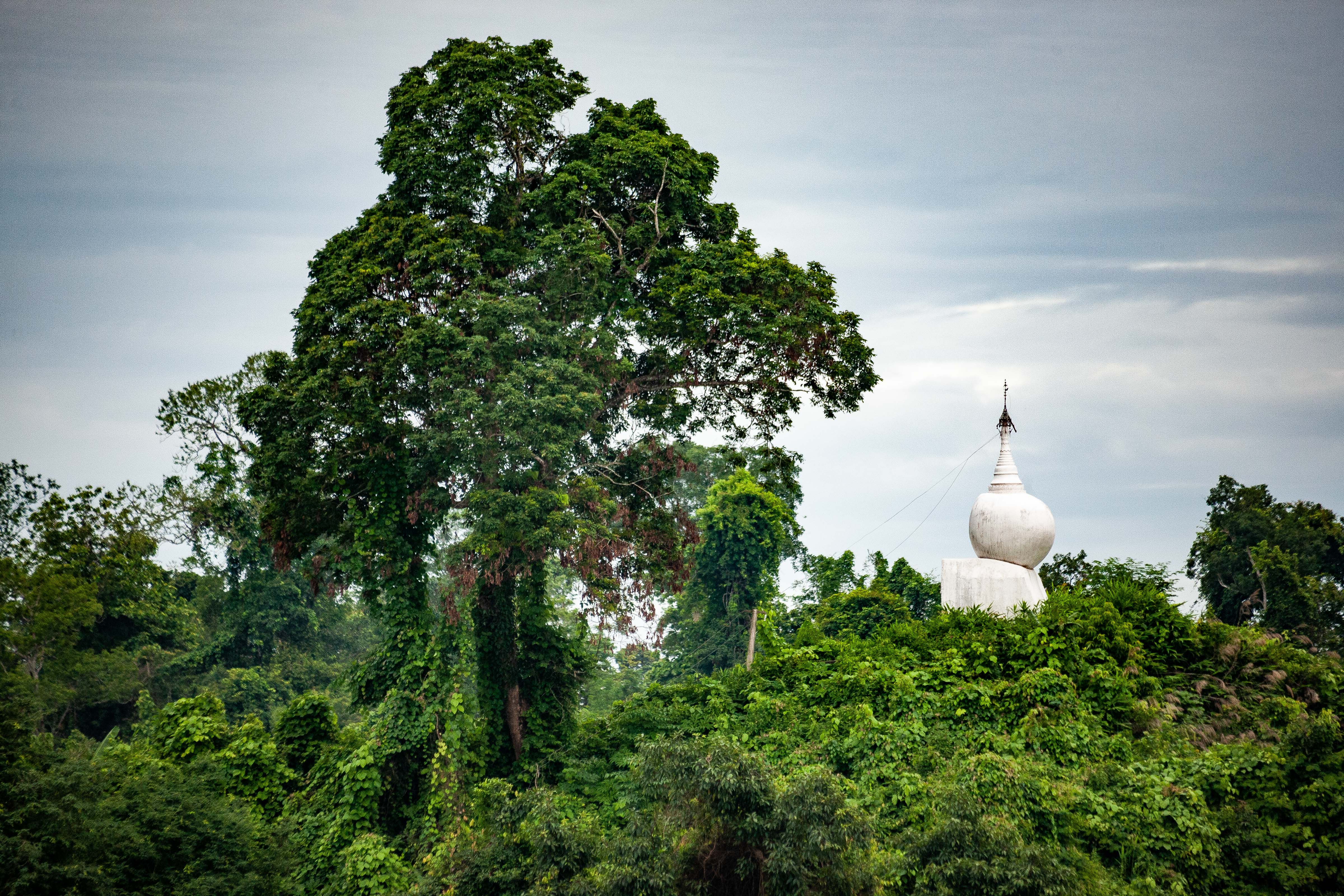 Myanmar, Kachin Prov, Forest Scene, 2009, IMG 3573
