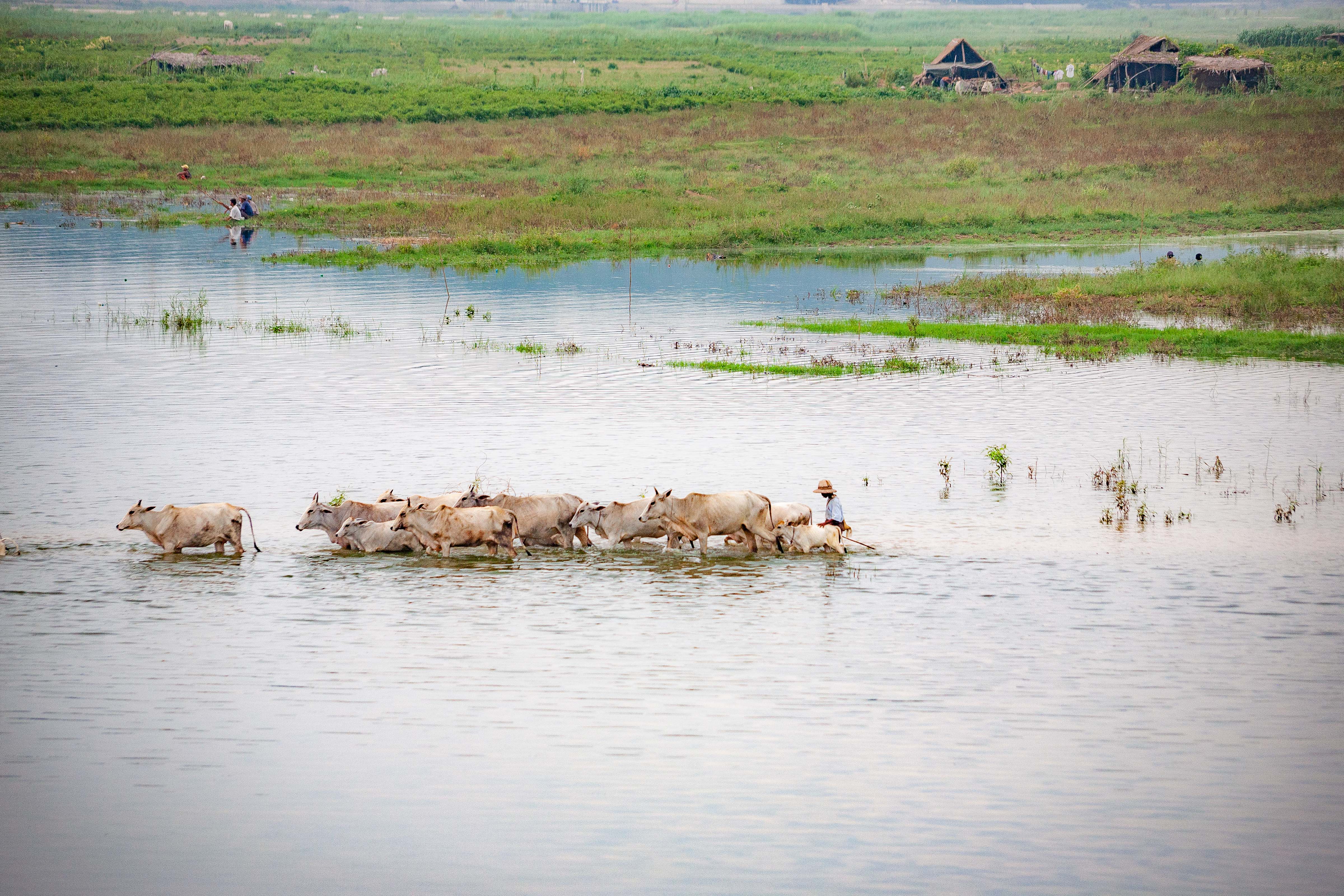 Myanmar, Mandalay Prov, Cattle Herd, 2009, IMG 0921