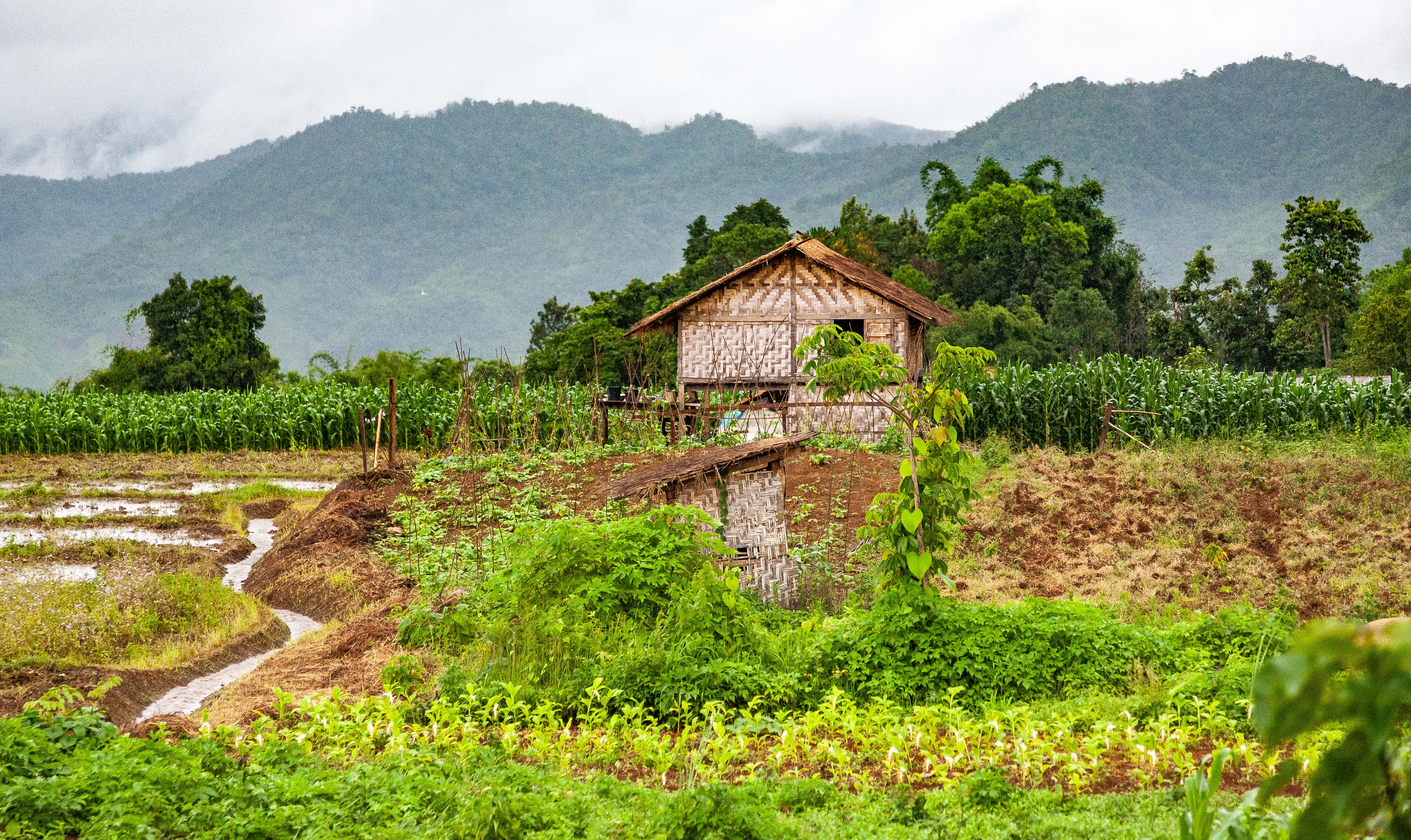 Myanmar, Shan Prov, Corn Field, 2009, IMG 4623