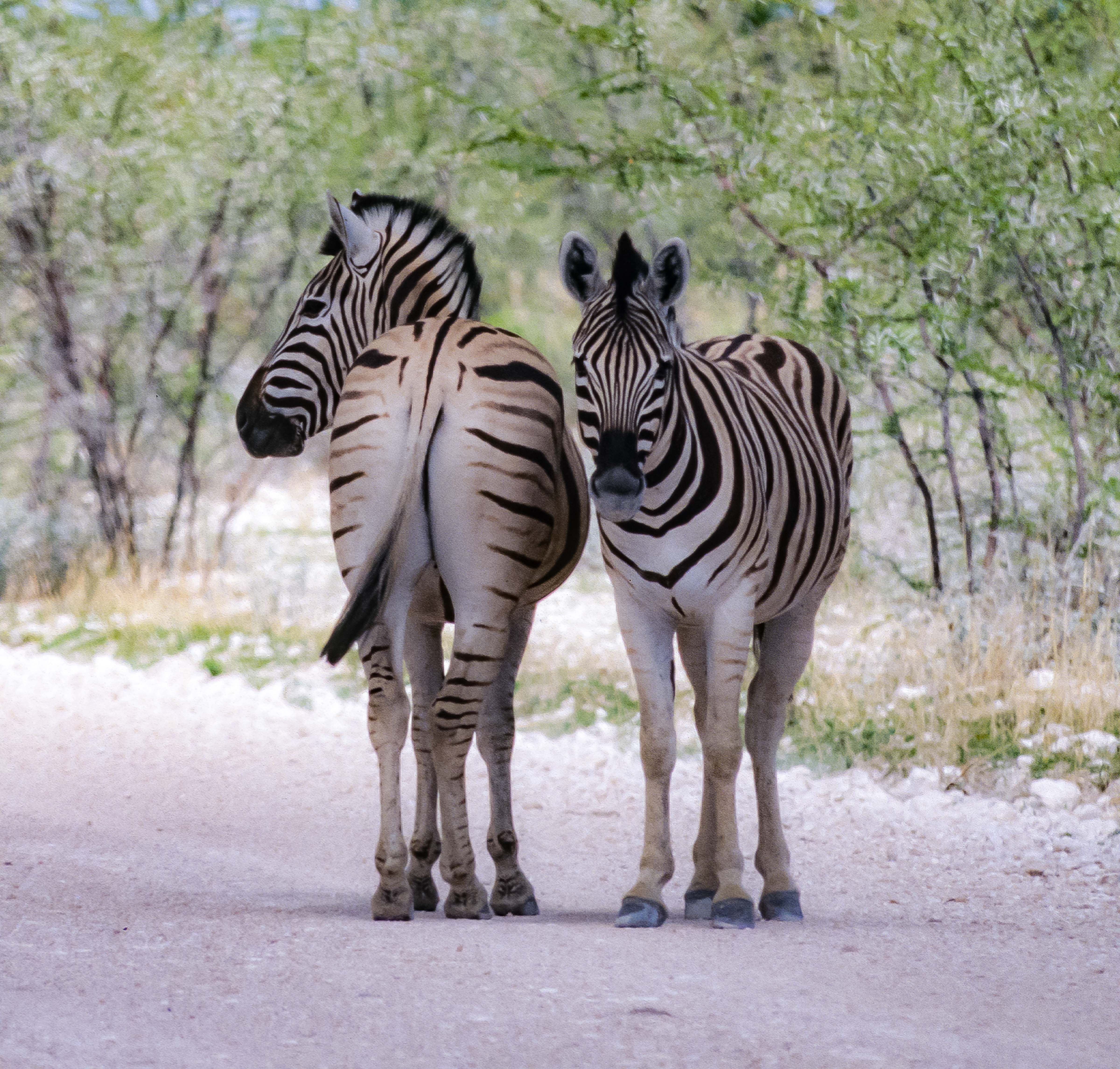 Namibia, Zebras Front And Back, 2000