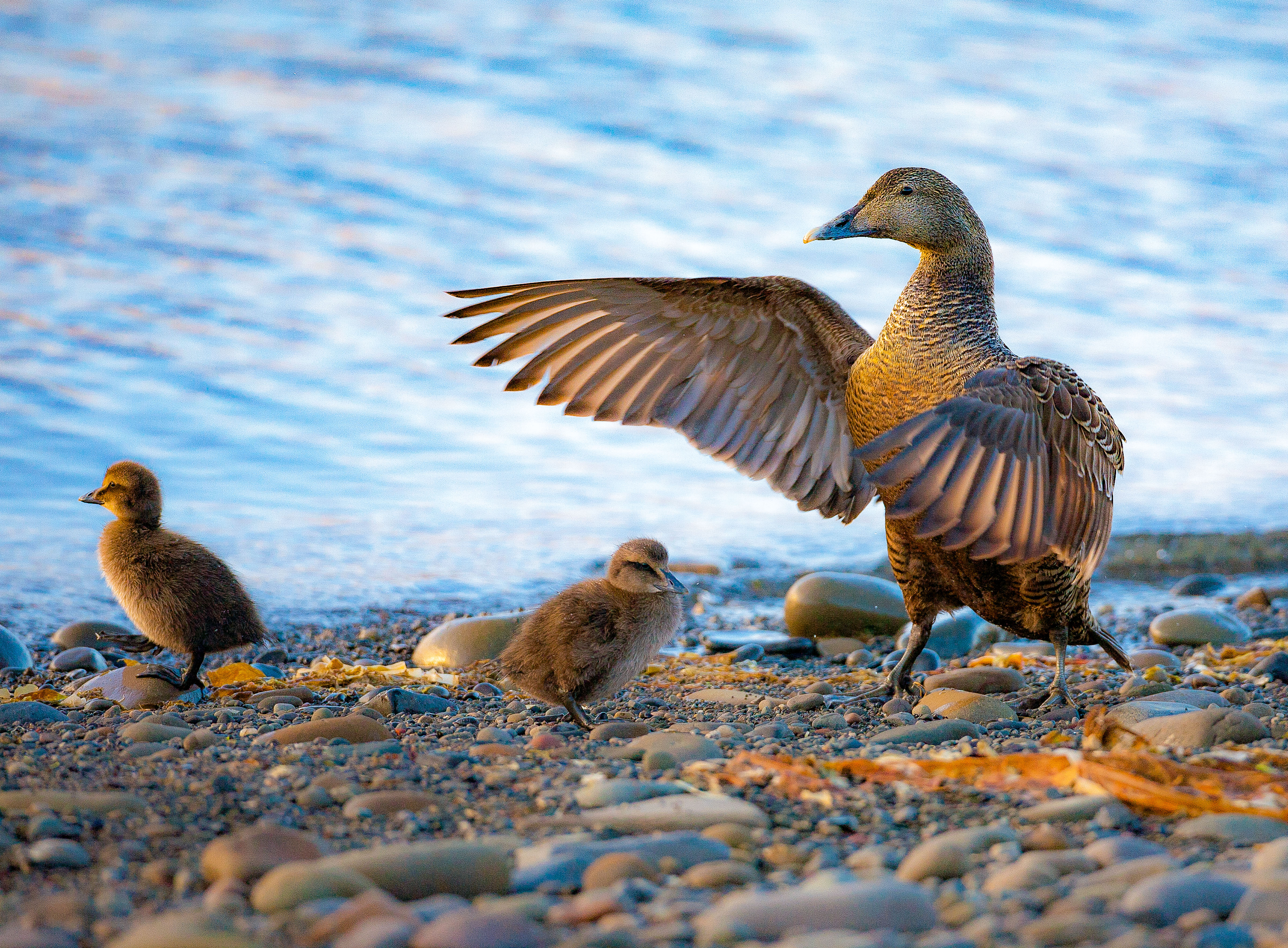 Norway, Spitsbergen, Mother And Chick Eider Ducks, 2007 Norway, Spitsbergen, Mother And Chick Eider Ducks, 2007