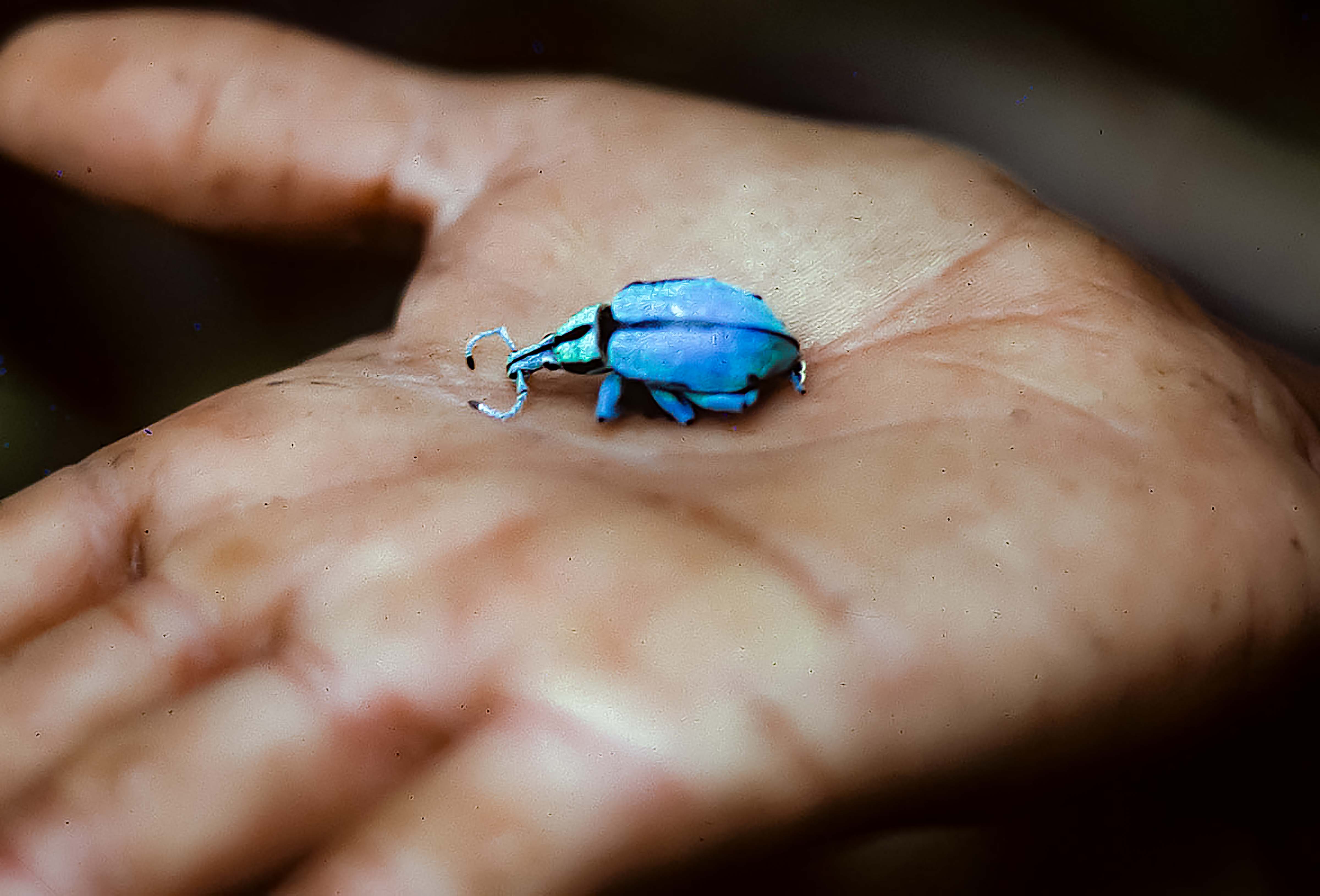 Papua New Guinea, Blue Weevil, 1983