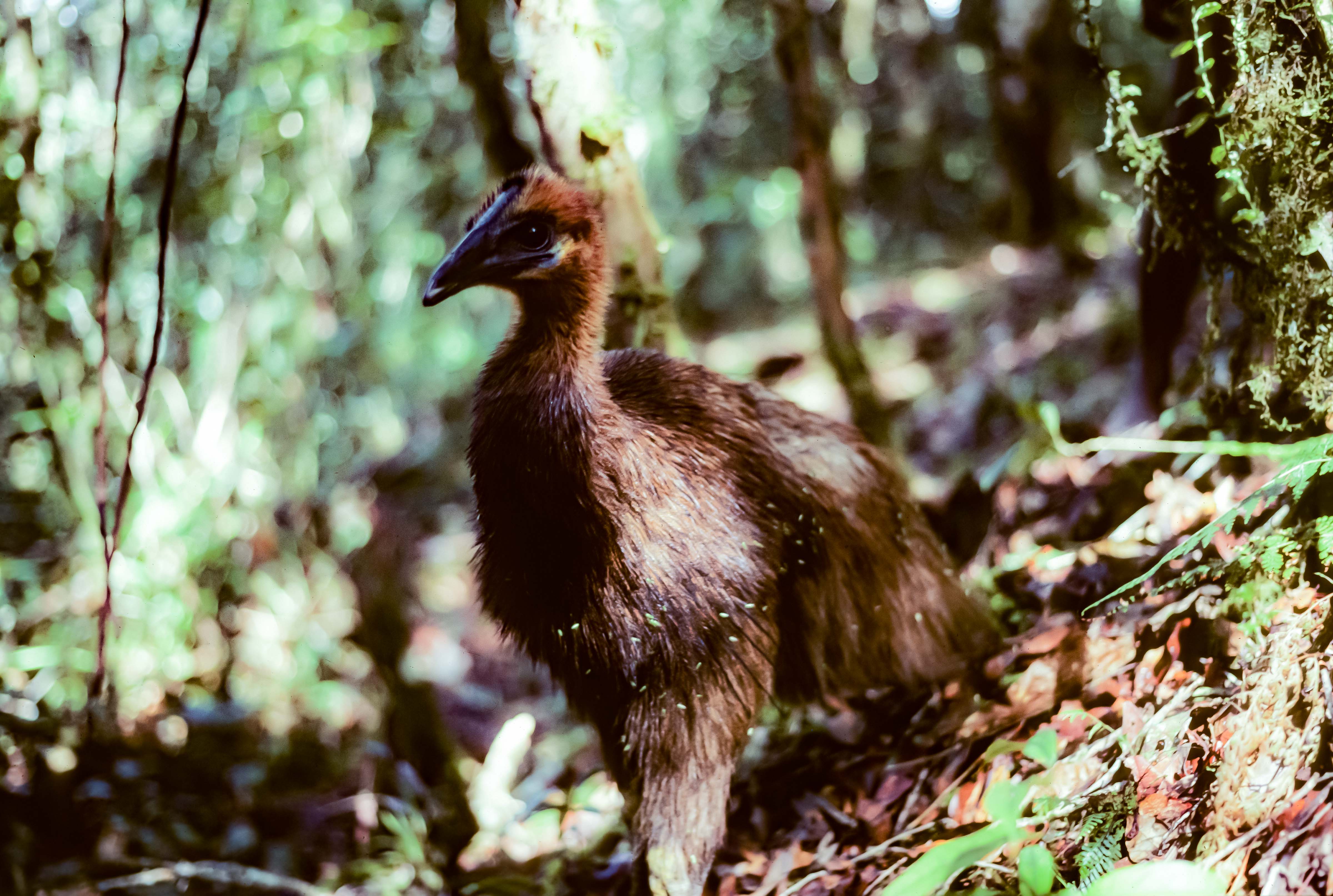 Papua New Guinea, Cassowary On Trail, 1983