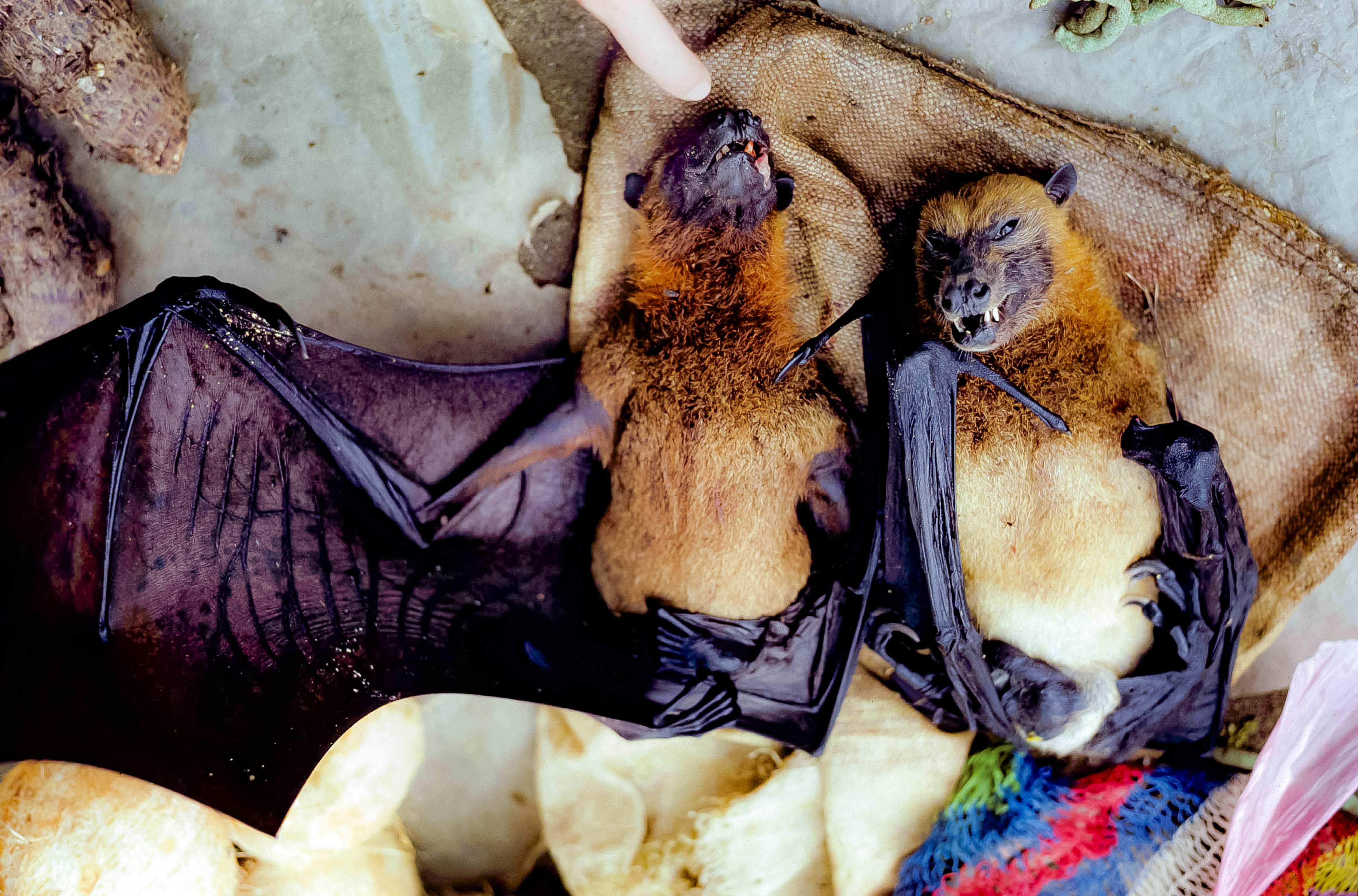 Papua New Guinea, Flying Foxes At Market, 1983