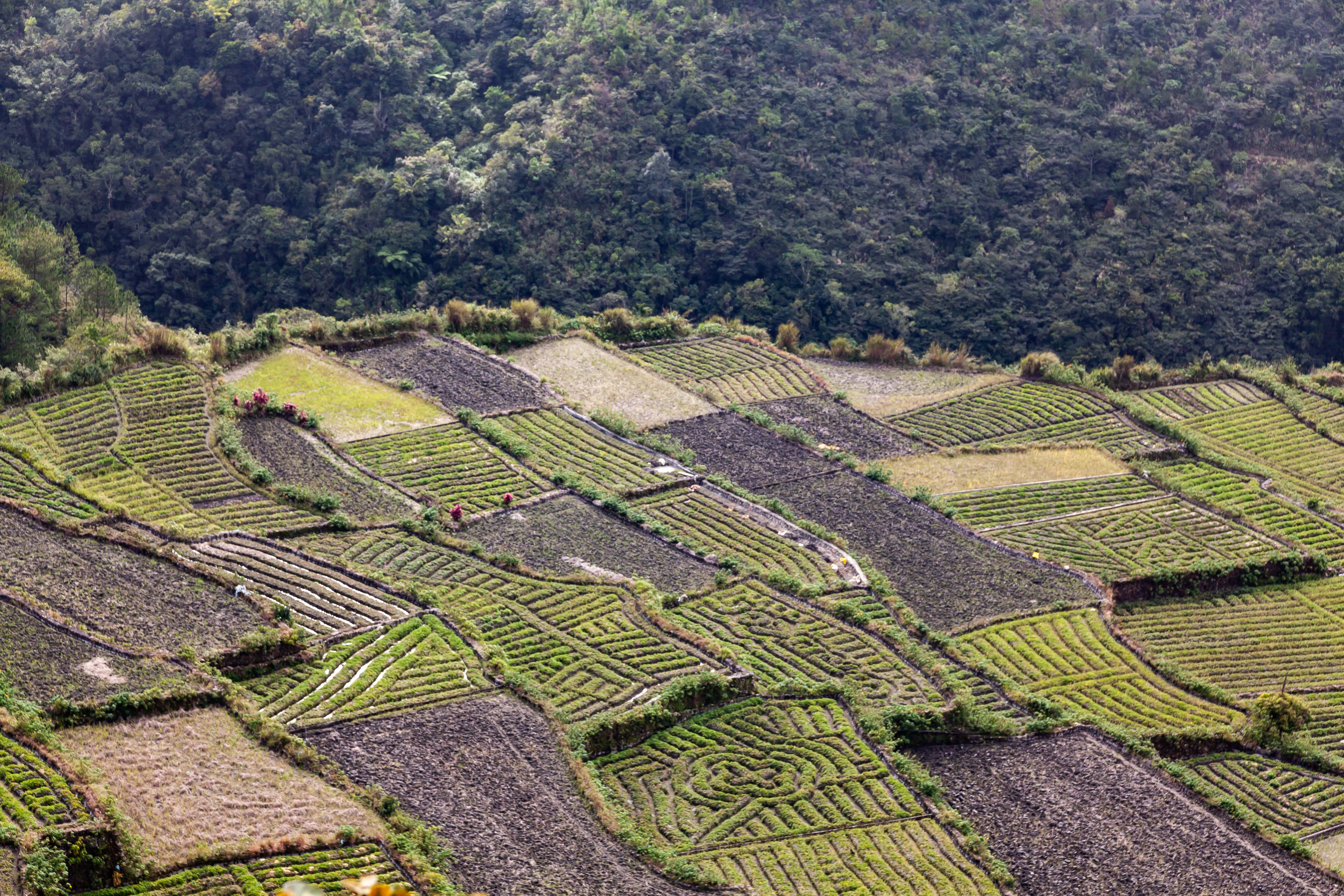 Philippines, Mountain Prov, Bay-Yo Rice Terraces, 2011, IMG 9433