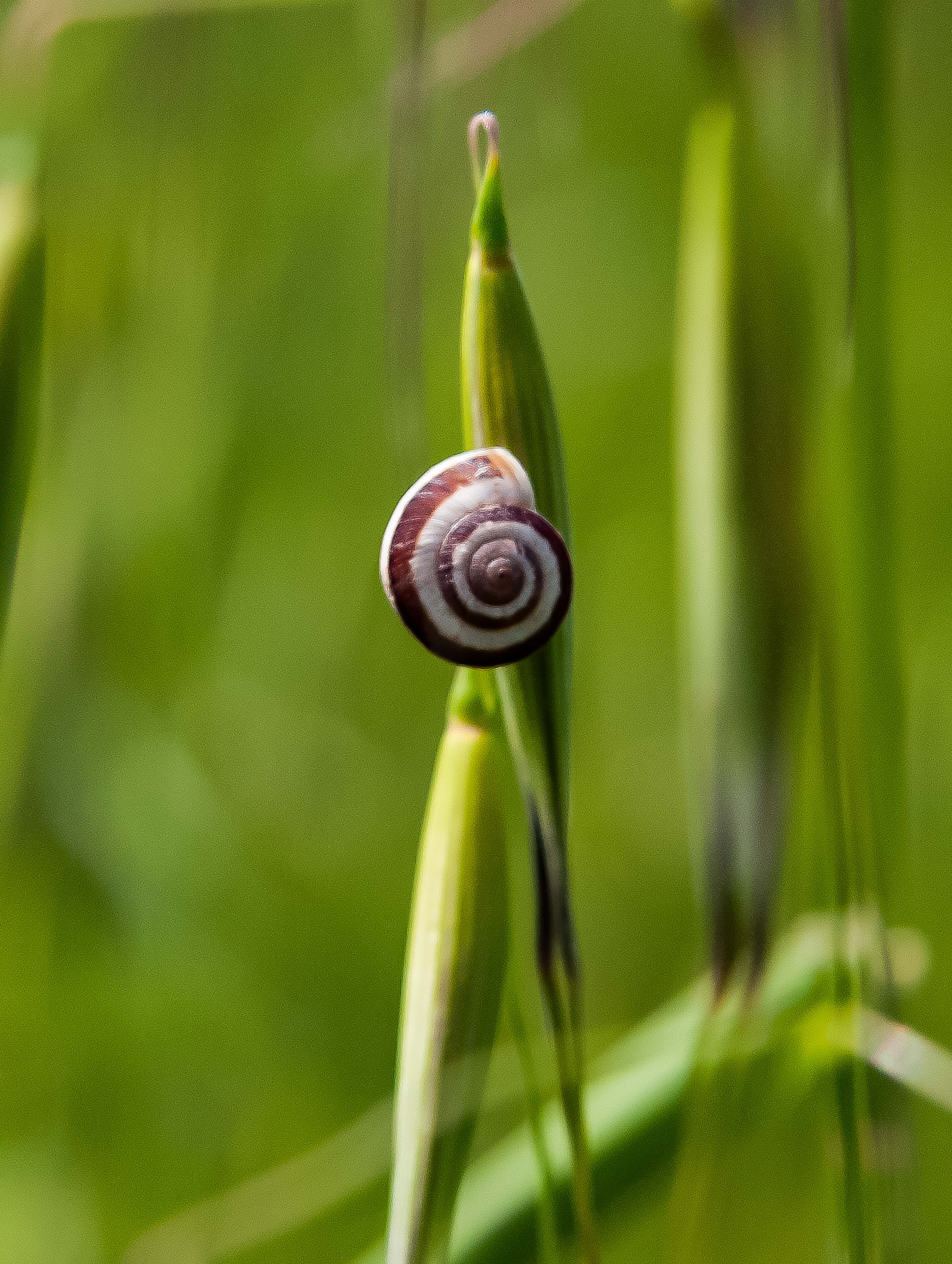 Slovenia, Obcina Piran, Snail On Grass Stalk, 2006