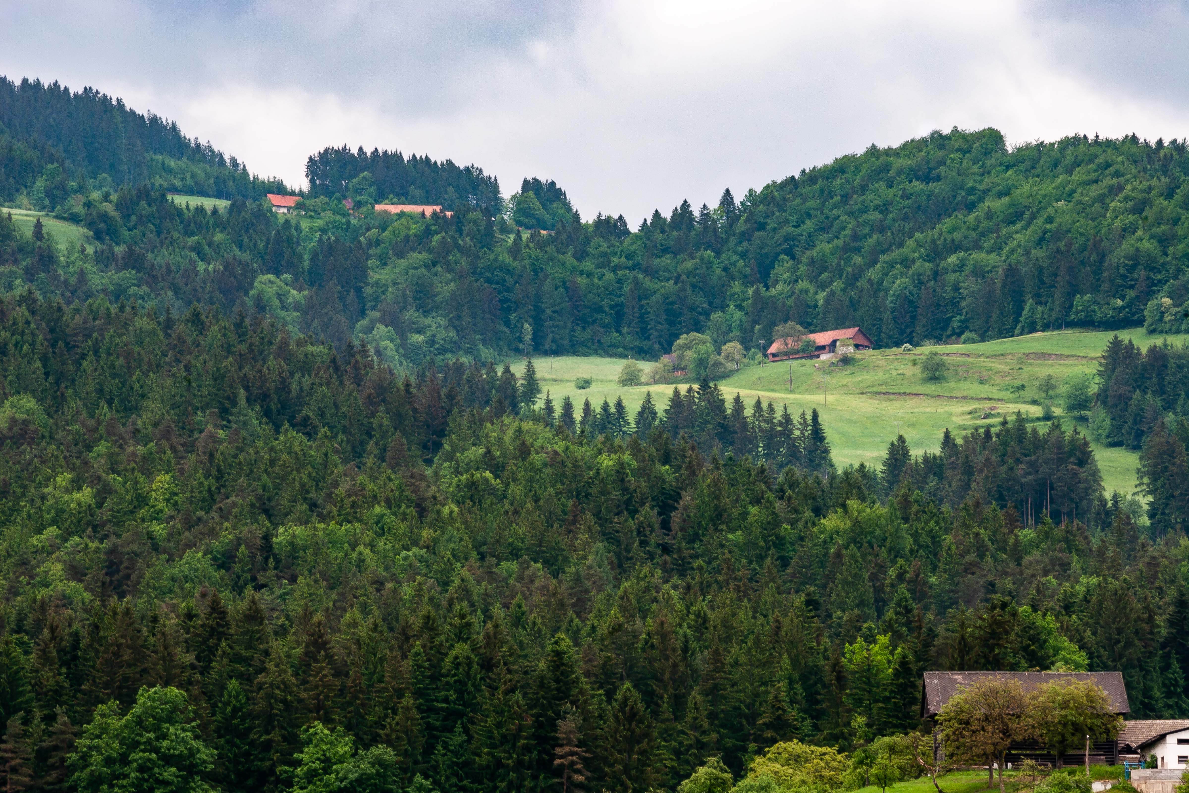 Slovenia, Gornji Grad Prov, Hillside, 2006, IMG 8313