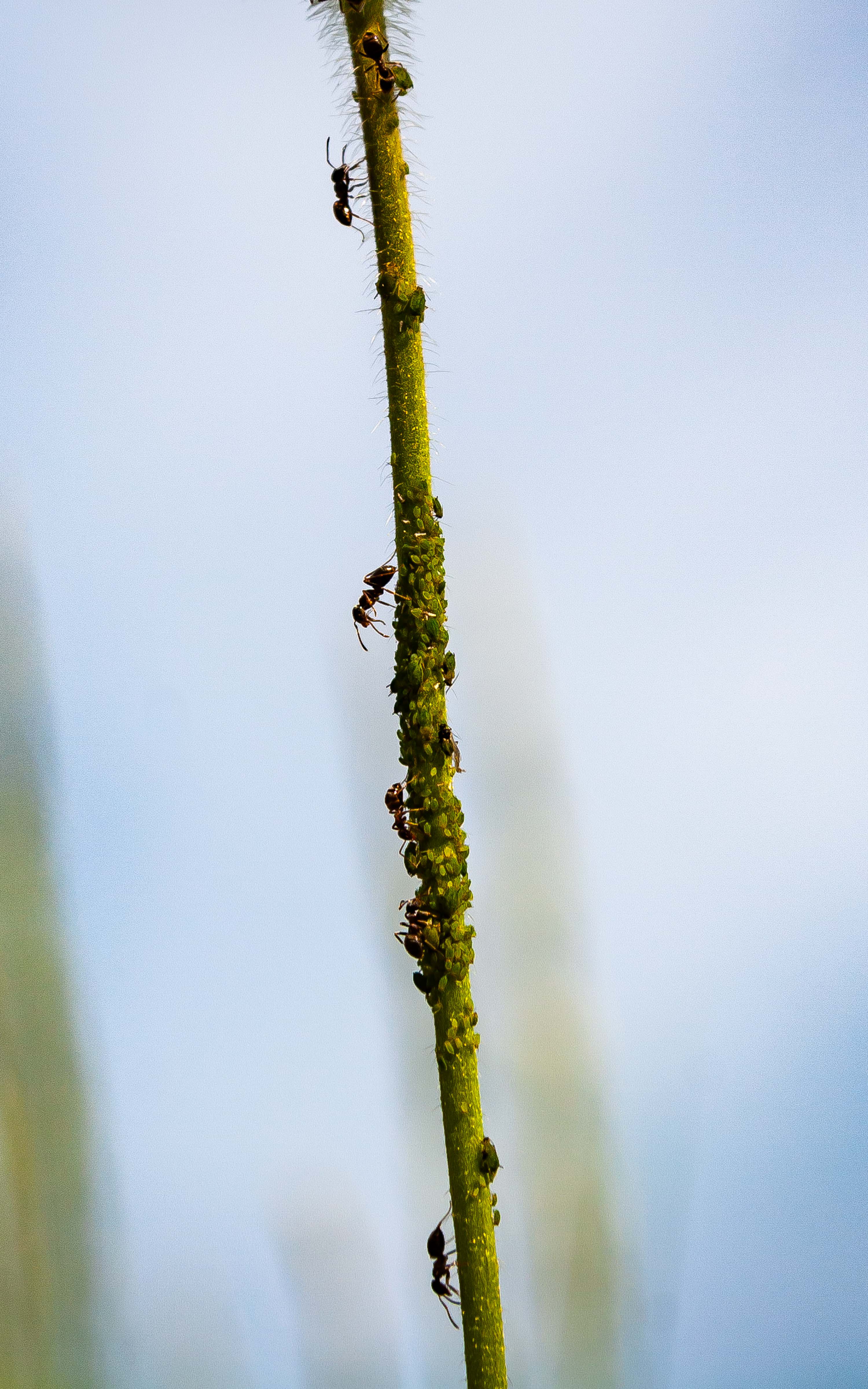 Slovenia, Metlika Prov, Ants On Flower Stem, 2006, IMG 7410