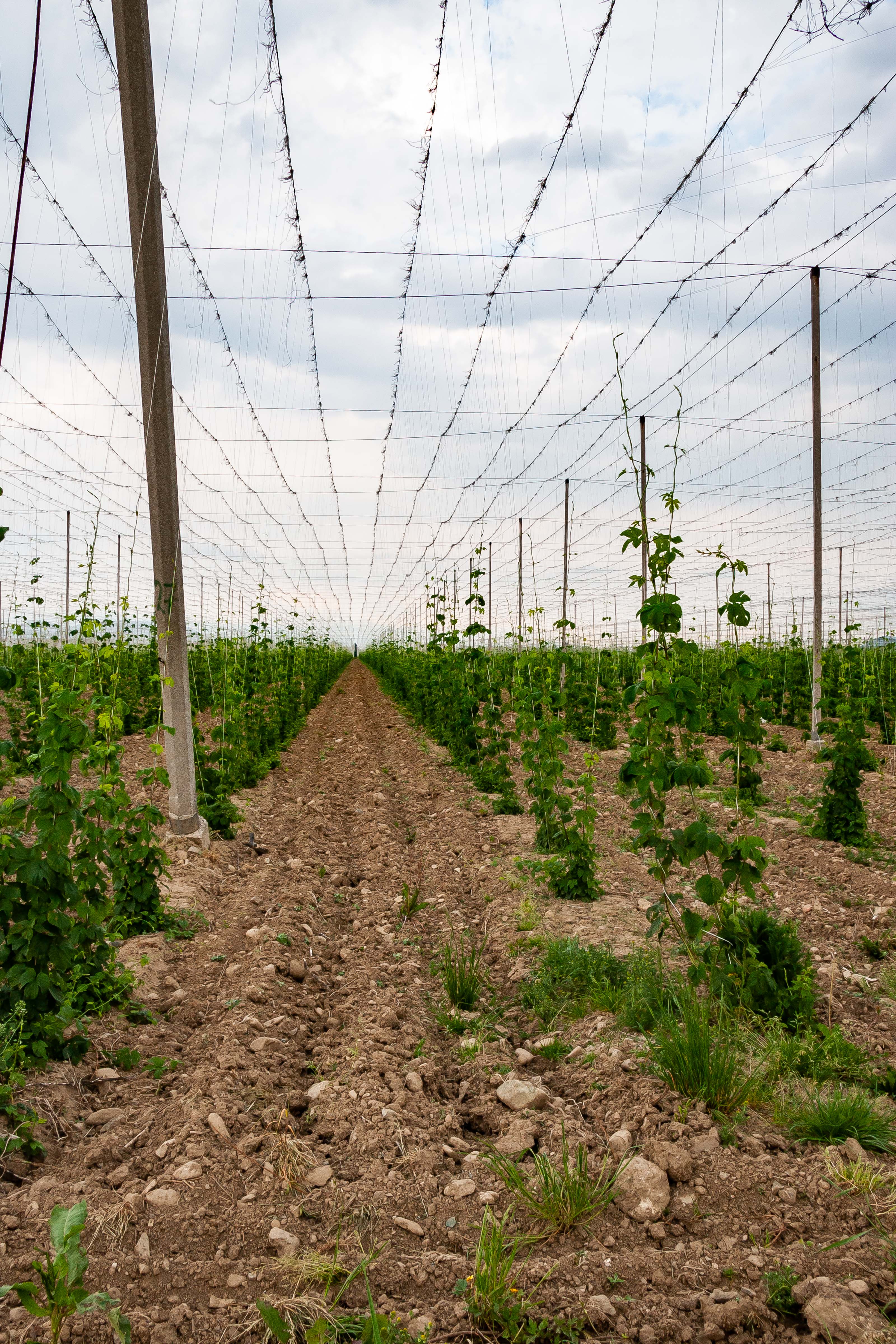 Slovenia, Prebold Prov, Vine Cultivation, 2006, IMG 7774
