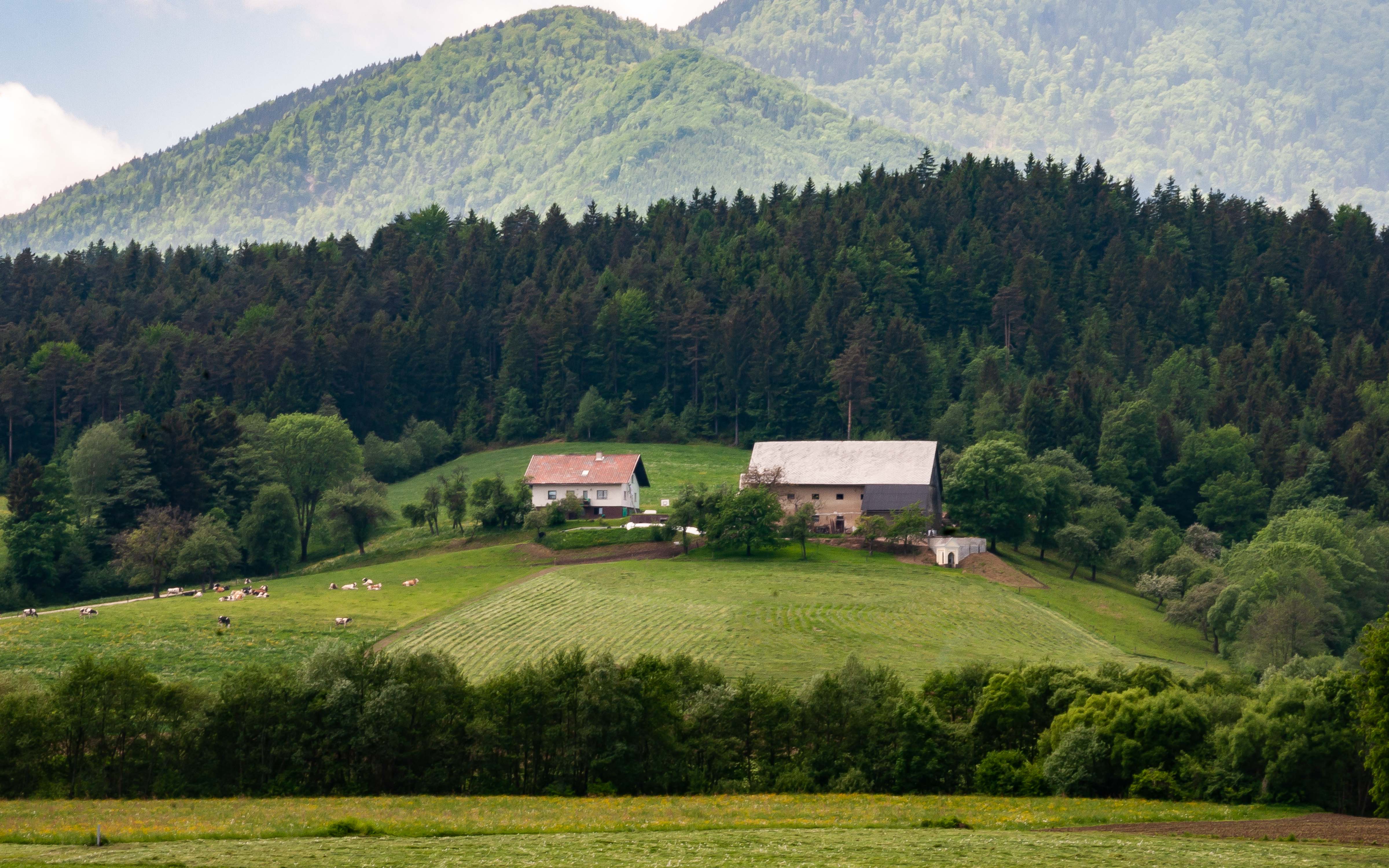 Slovenia, Slovenj Gradec Prov, Farm, 2006, IMG 8531